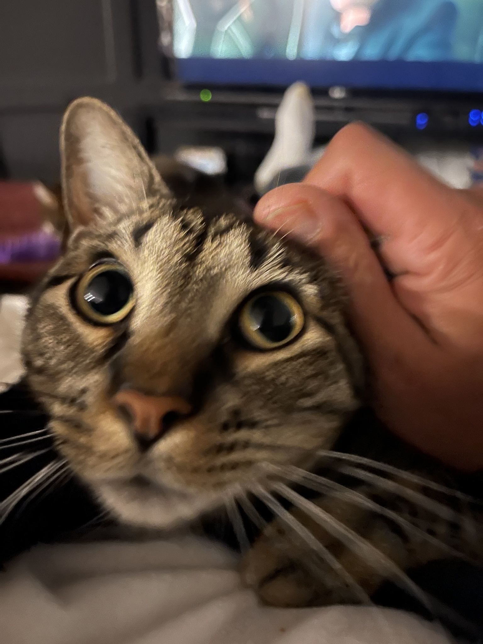 When those perfect ear rubs hit just right!