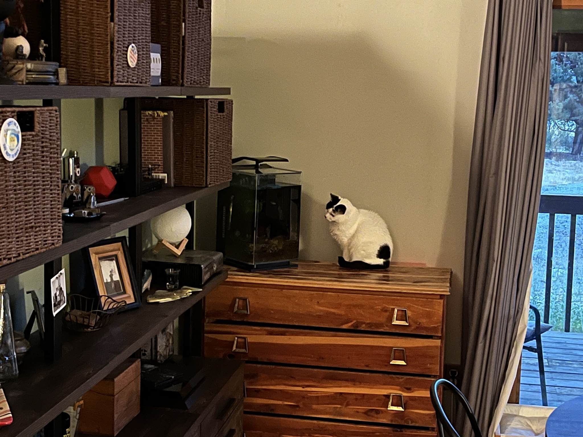 My Beloved Bauer and Her Betta Fish Obsession