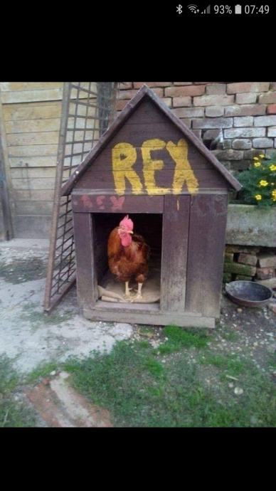 Selling Fresh Eggs in Croatia: A Local Delight