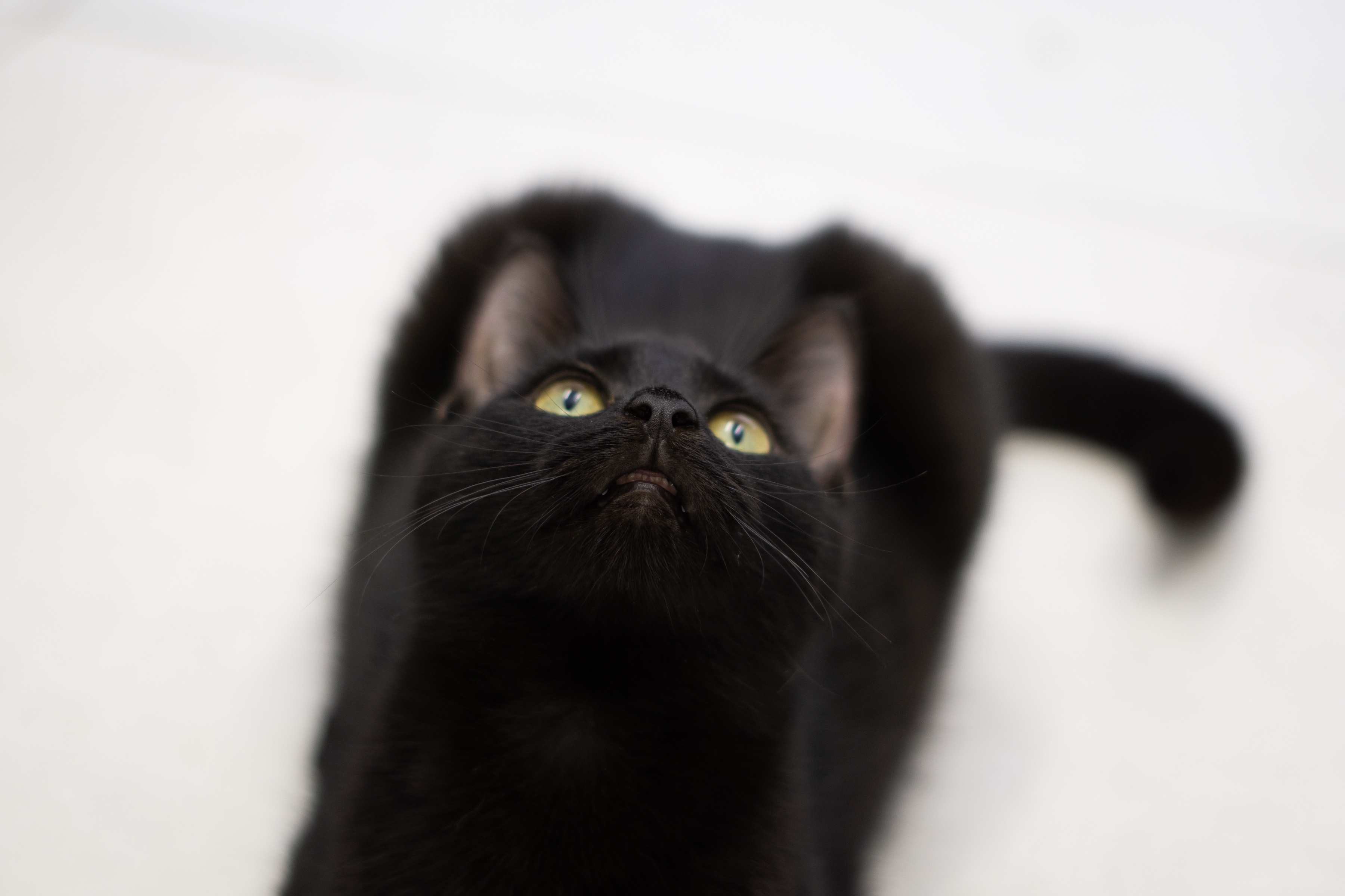 For Fans of Tiny Cat Teeth: Meet Lili!