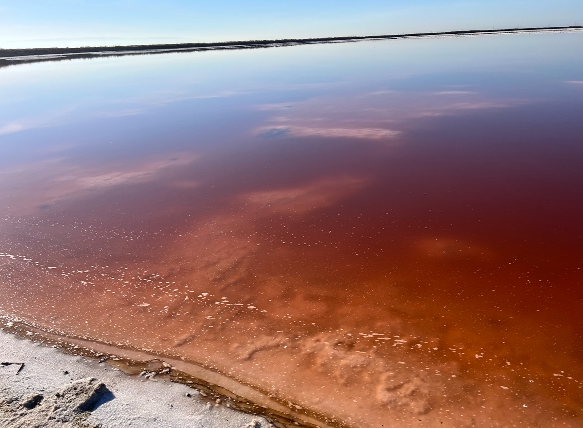 Discovering the Salt Ponds in Alviso, CA