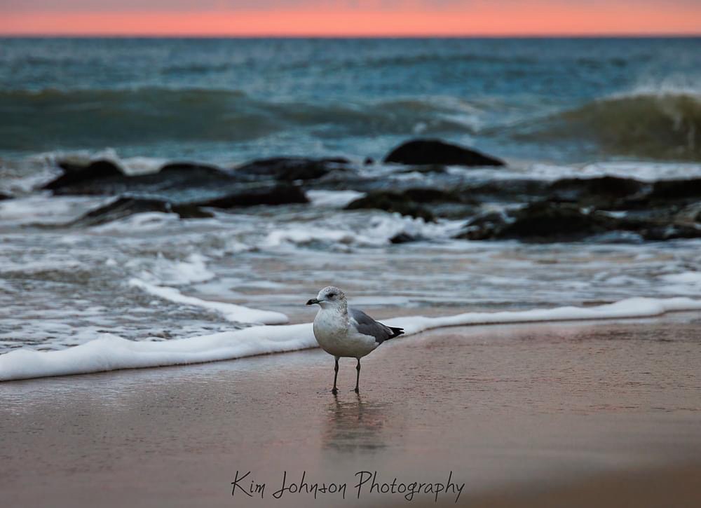 The Majestic Seagull