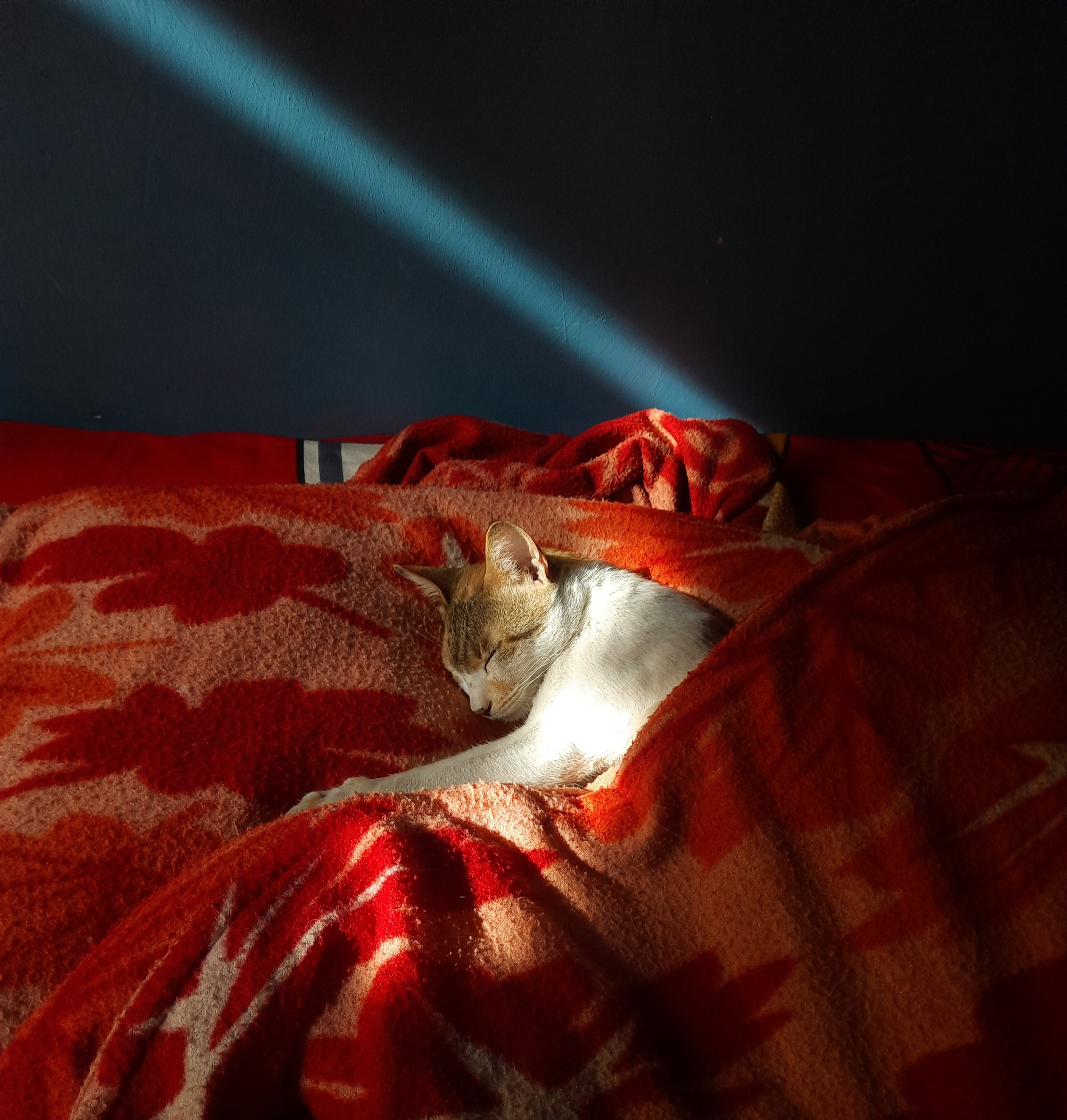 Caturday Celebration: Meet the Purrfect One