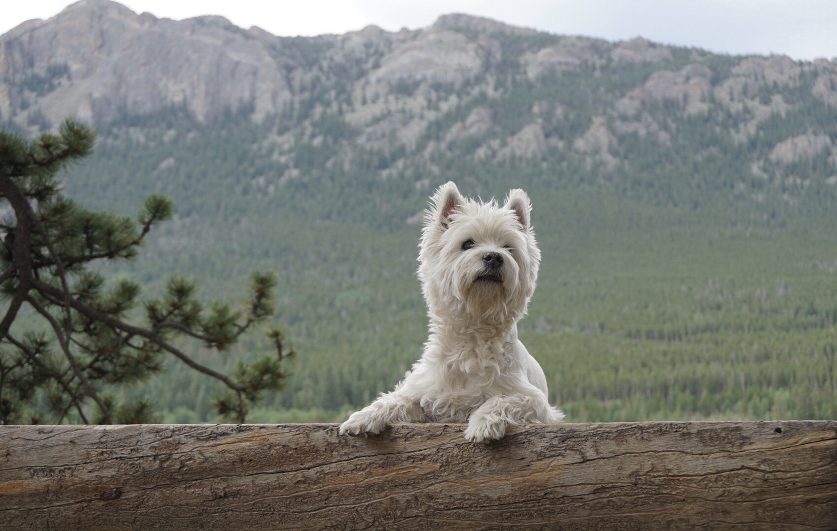 Behold the majestic Westie, Lily Bella, against a stunning mountain backdrop.