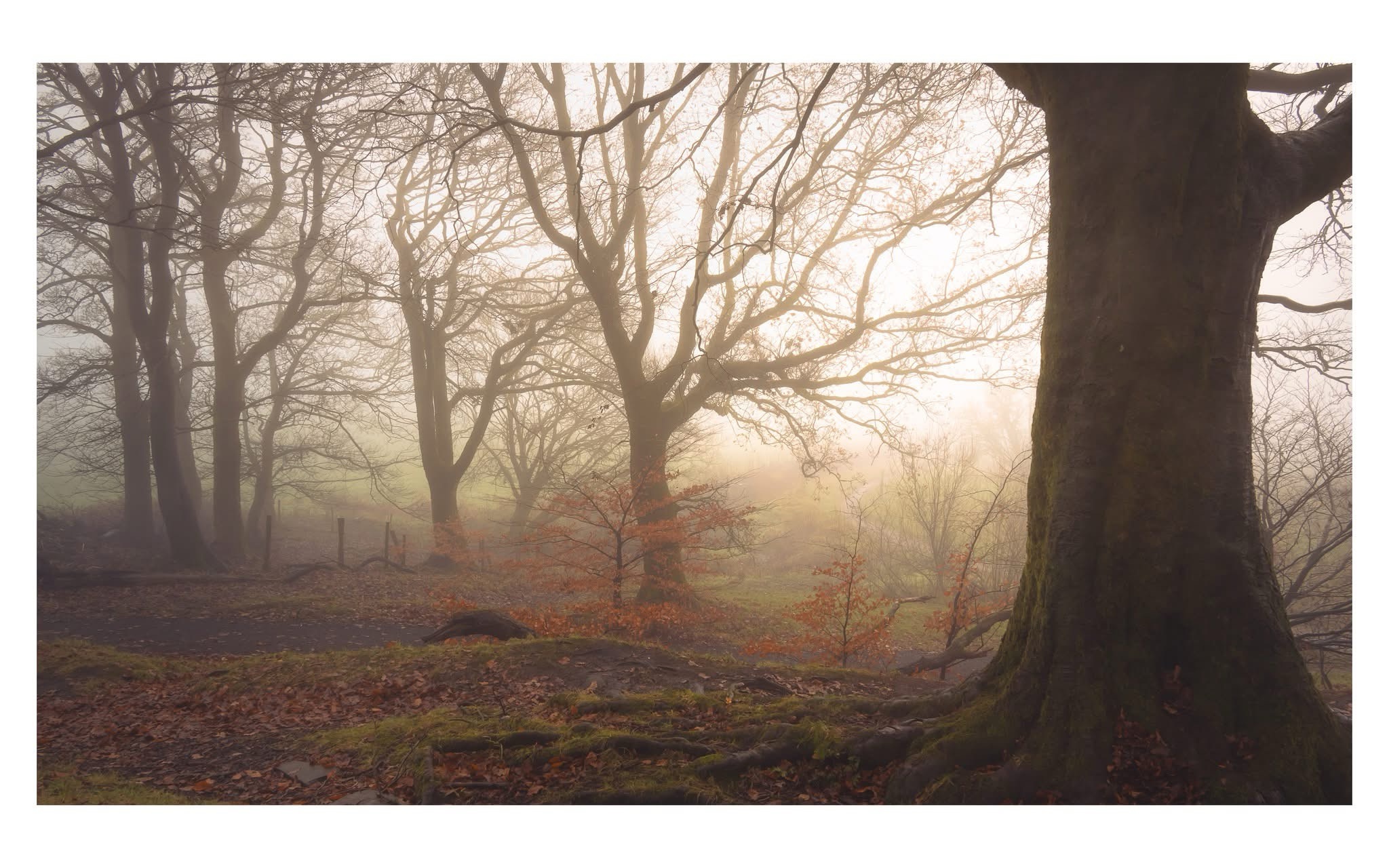 Mysterious Foggy Morning
