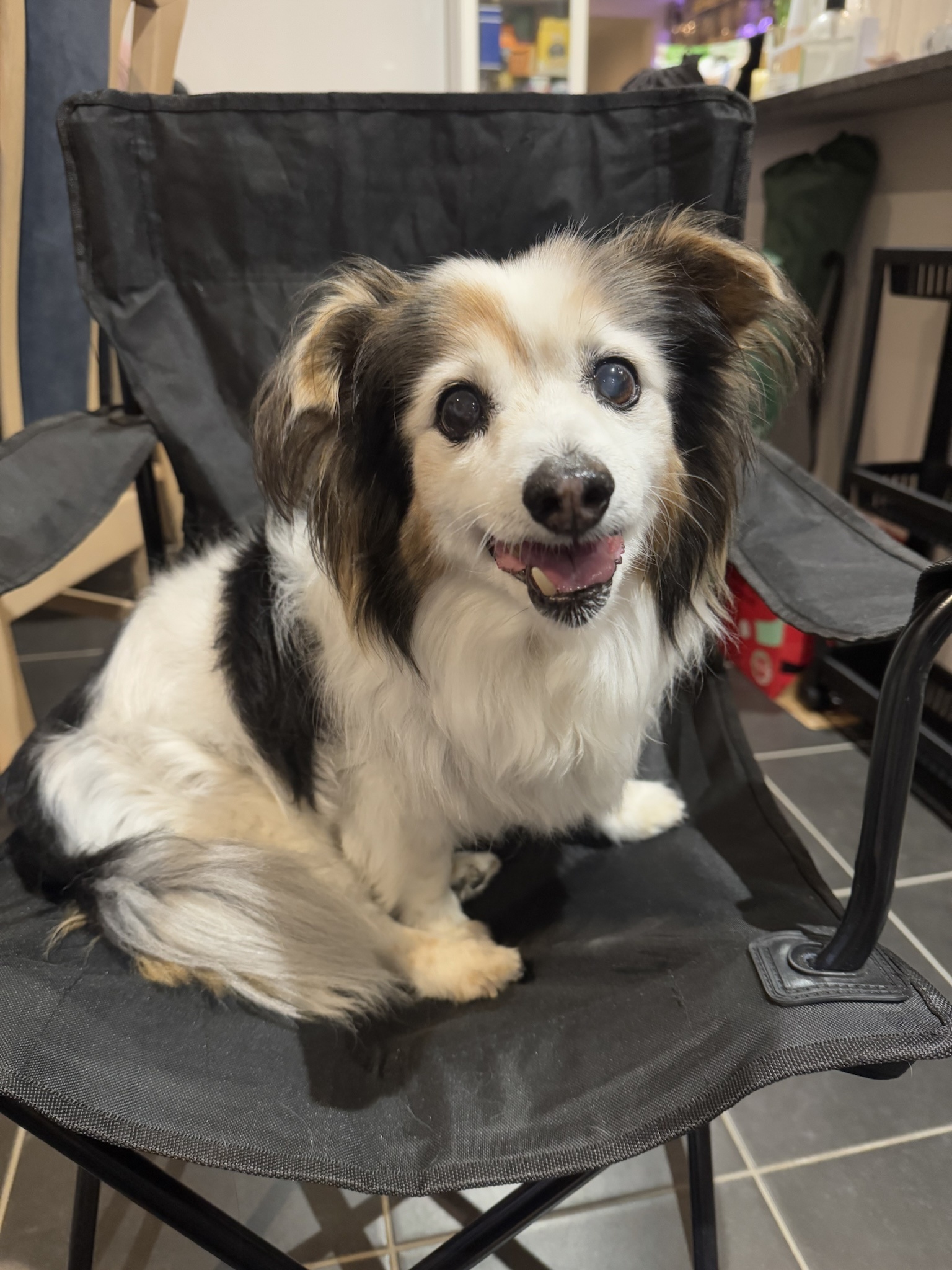 Daily Dose of Cuteness: My Dog Panko's Adventures