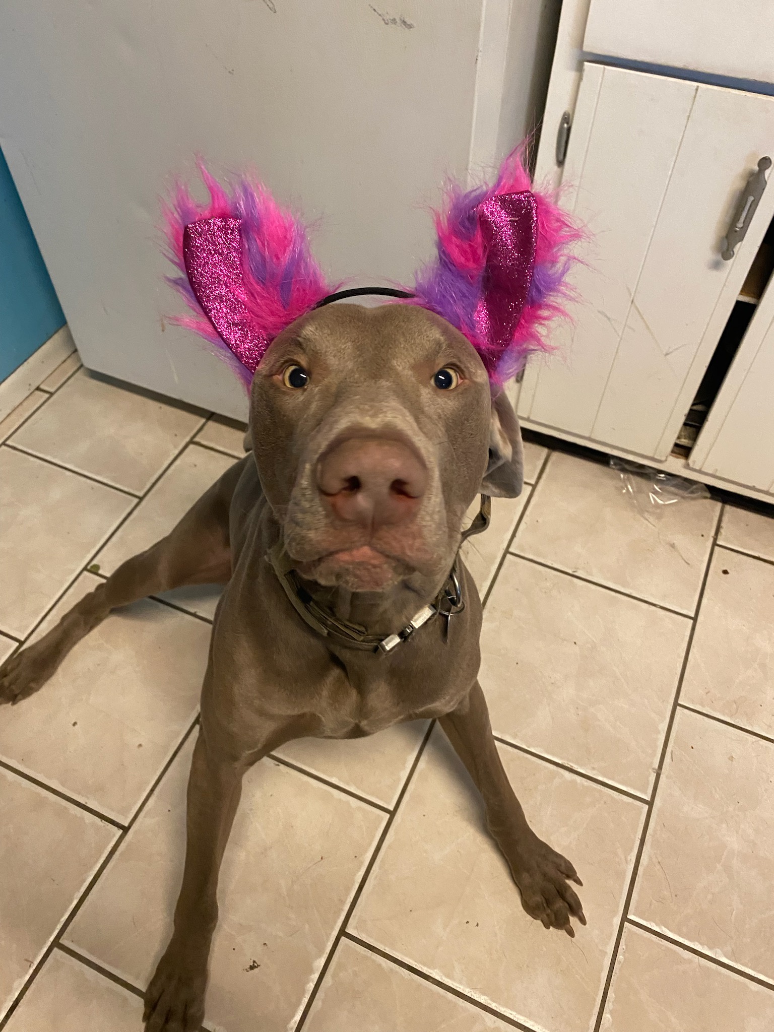 Ticon's Spooktacular Halloween Costume Reveal