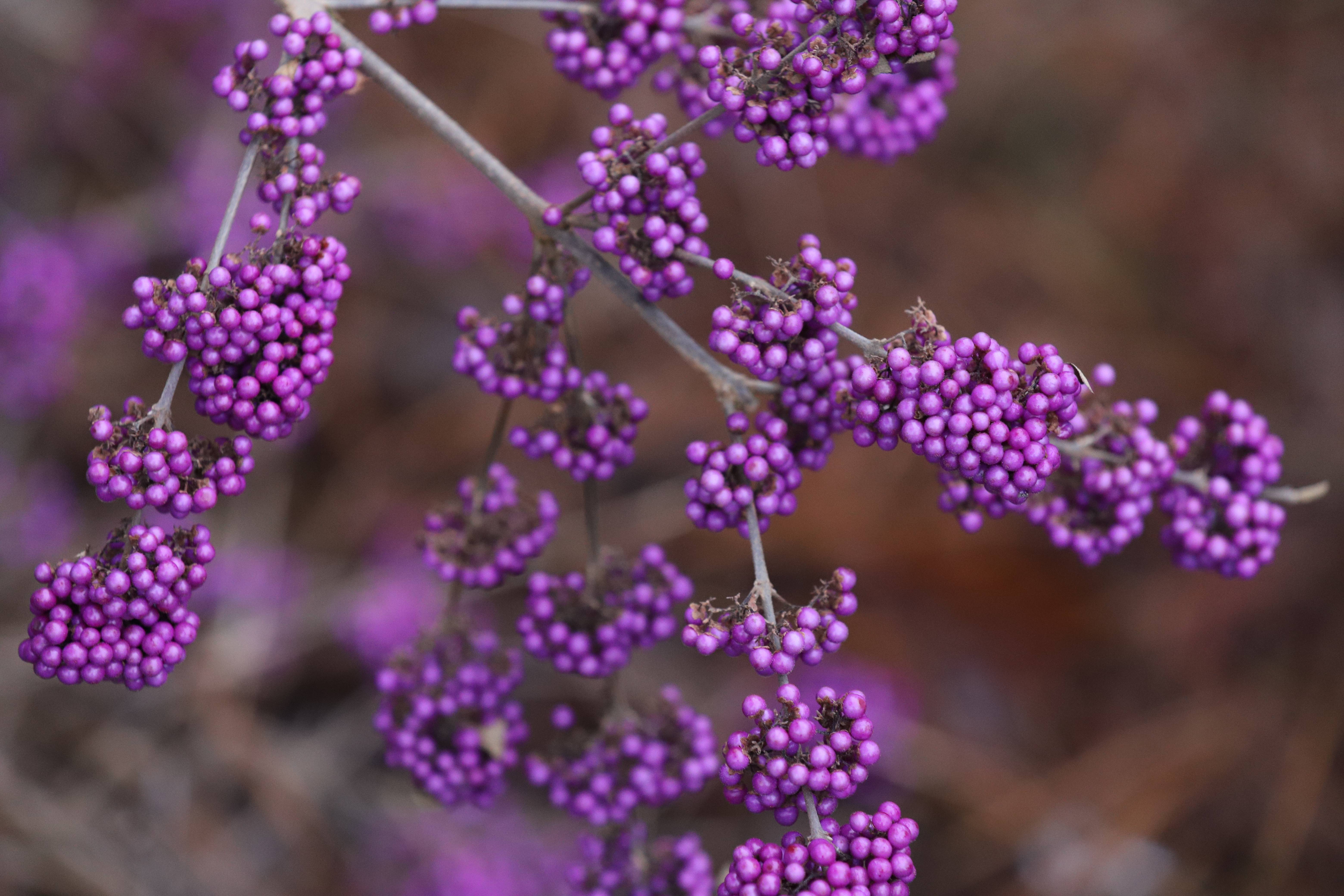 Discovering the Unique American Beautyberry
