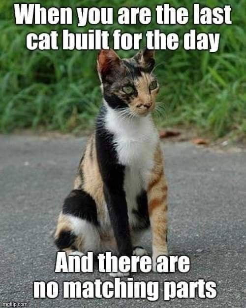 Frankenstein's Feline Companion