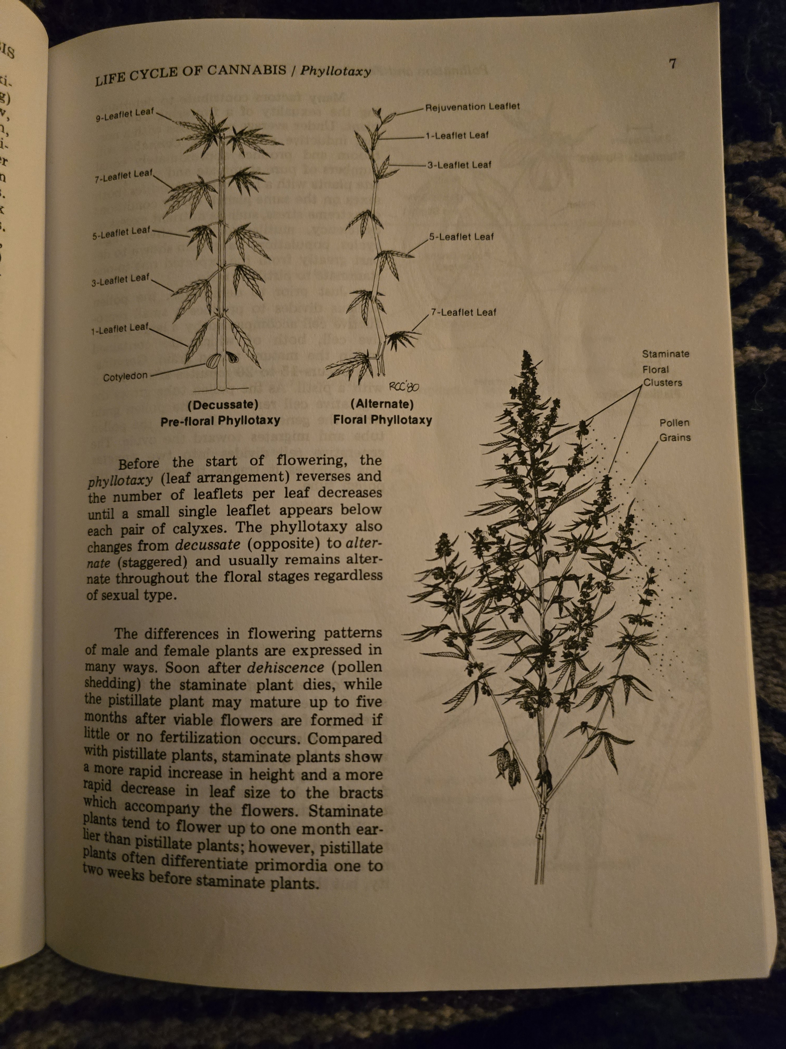 A fascinating look at leaflet reversal in marijuana botany by Robert Connell Clark from my college days