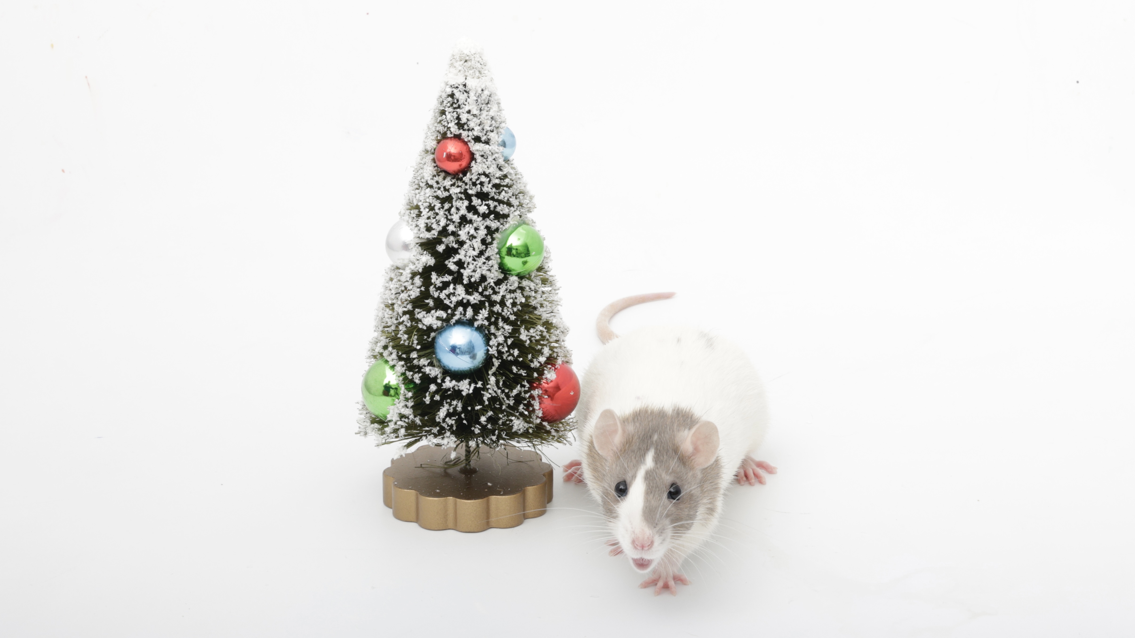 On the fifth day of Ratmas, my adorable ratties gifted me a tiny Pistachio tree!