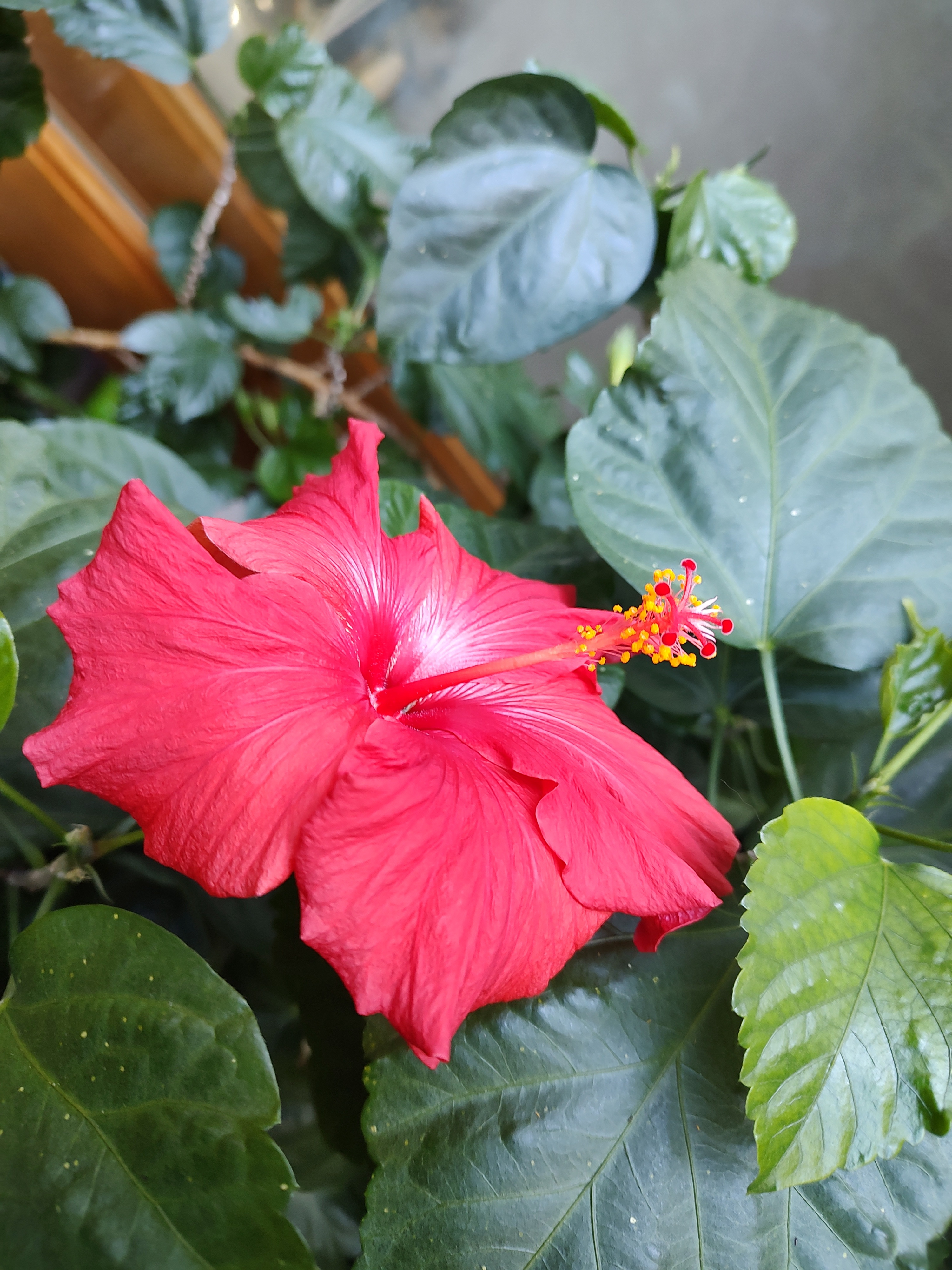 Today’s Hibiscus Bloom - January 29, 2025