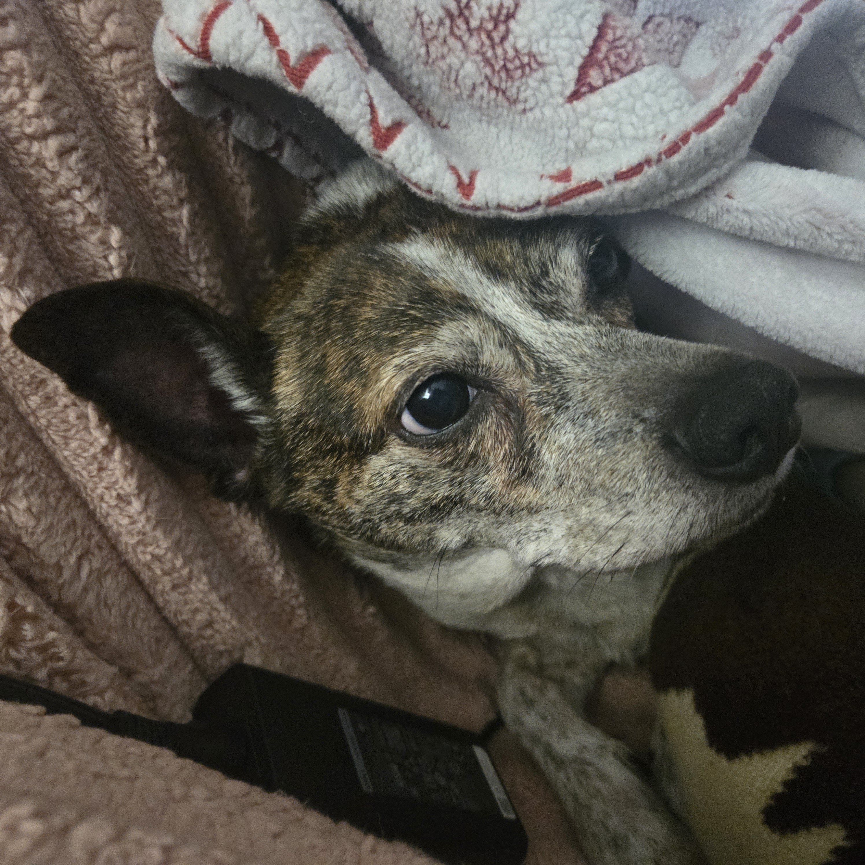 Meet My Mutt: Introducing Phillip, the Adorable Canine