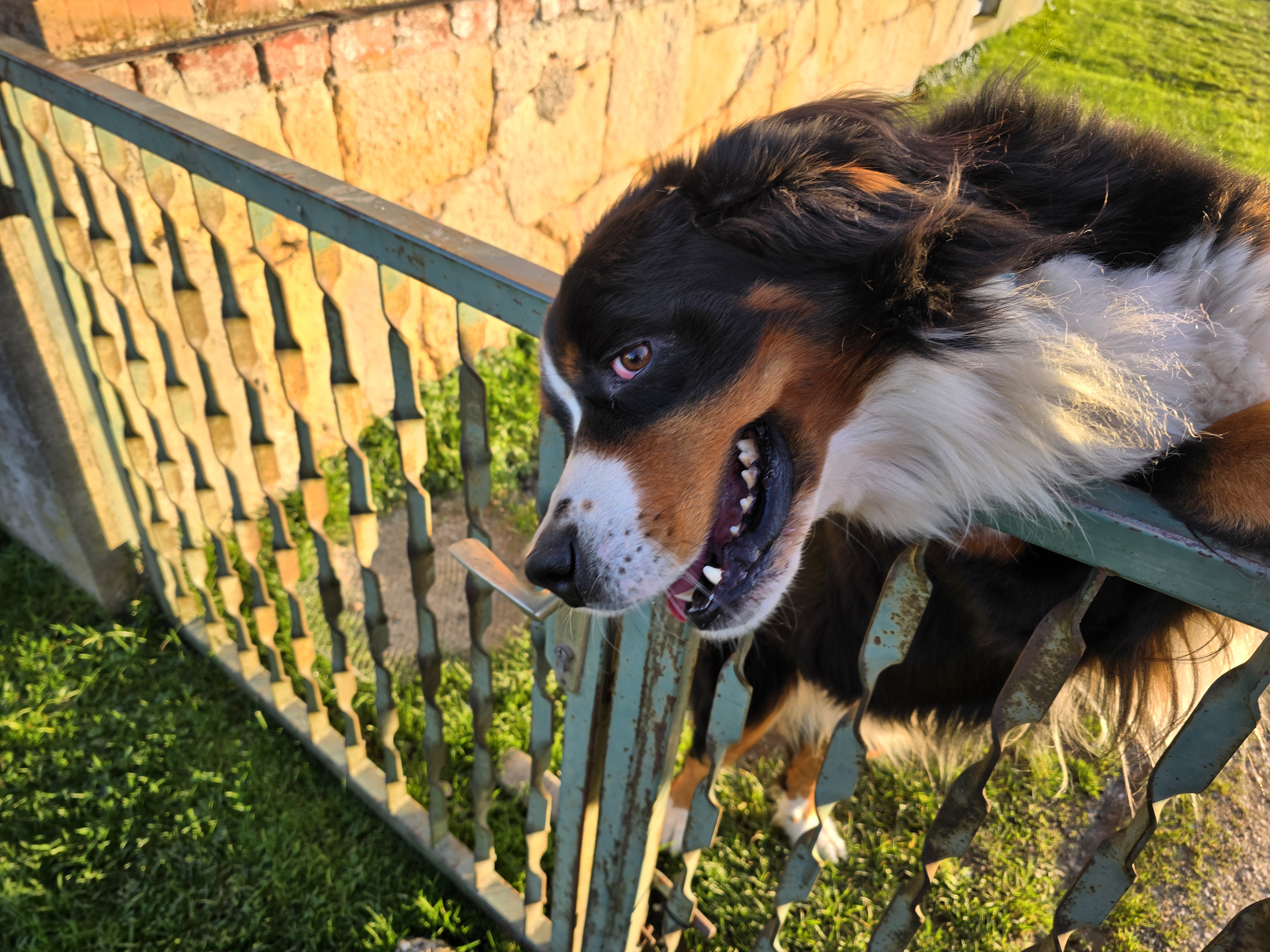 Adorable Doggo Alert!