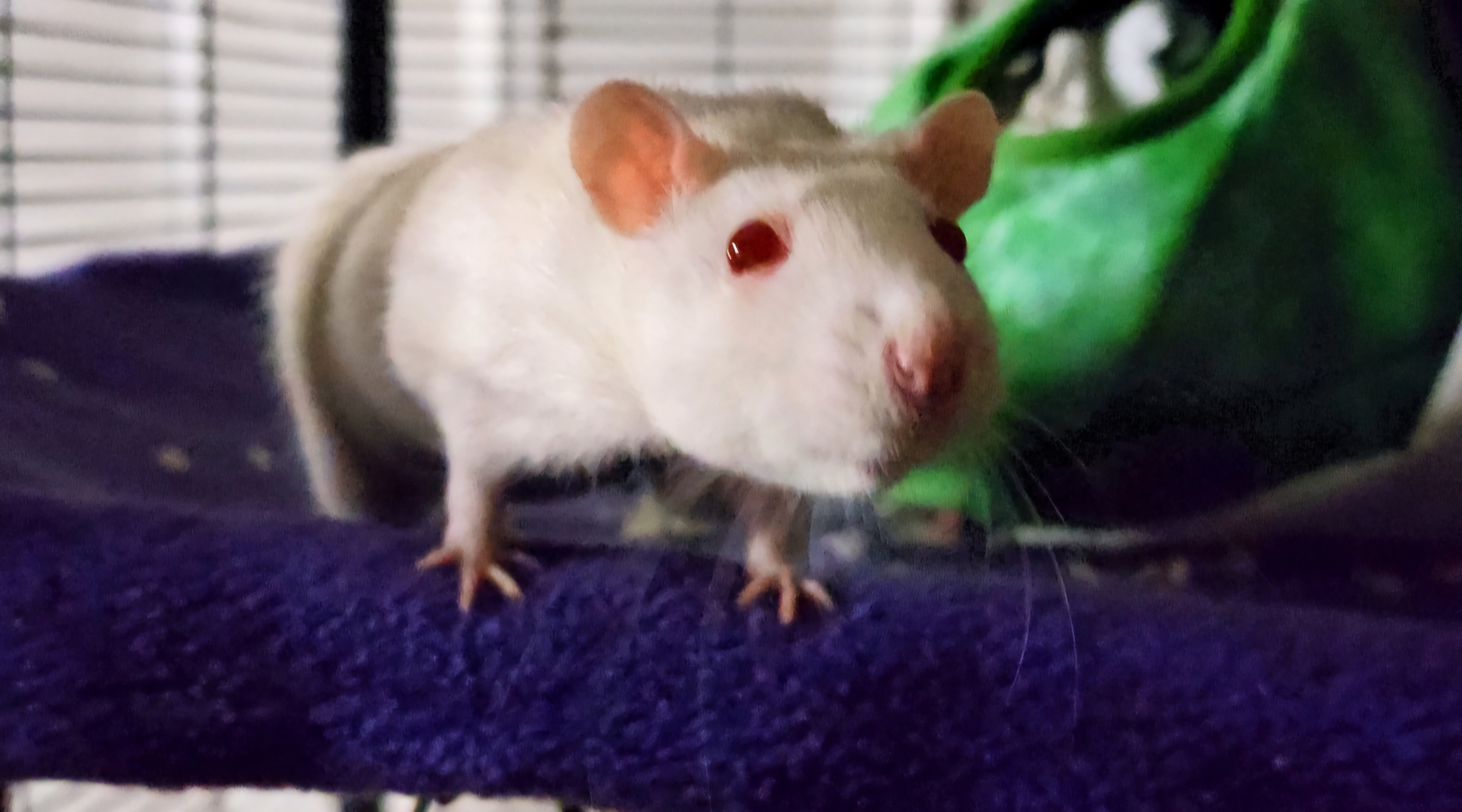 A Quick Update on Our Favorite Rats: All Good News!