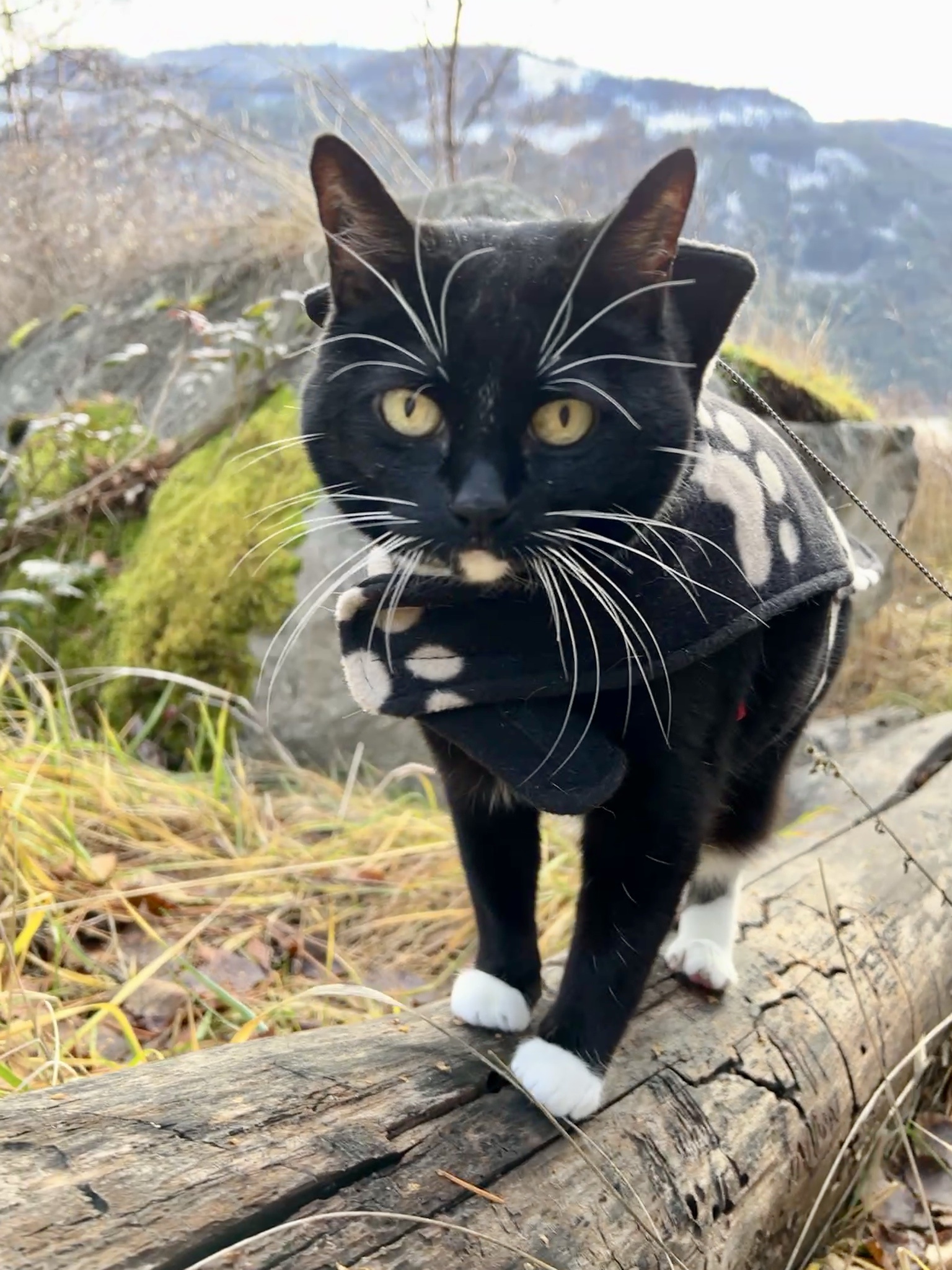 Enjoying the Great Outdoors with Lucy