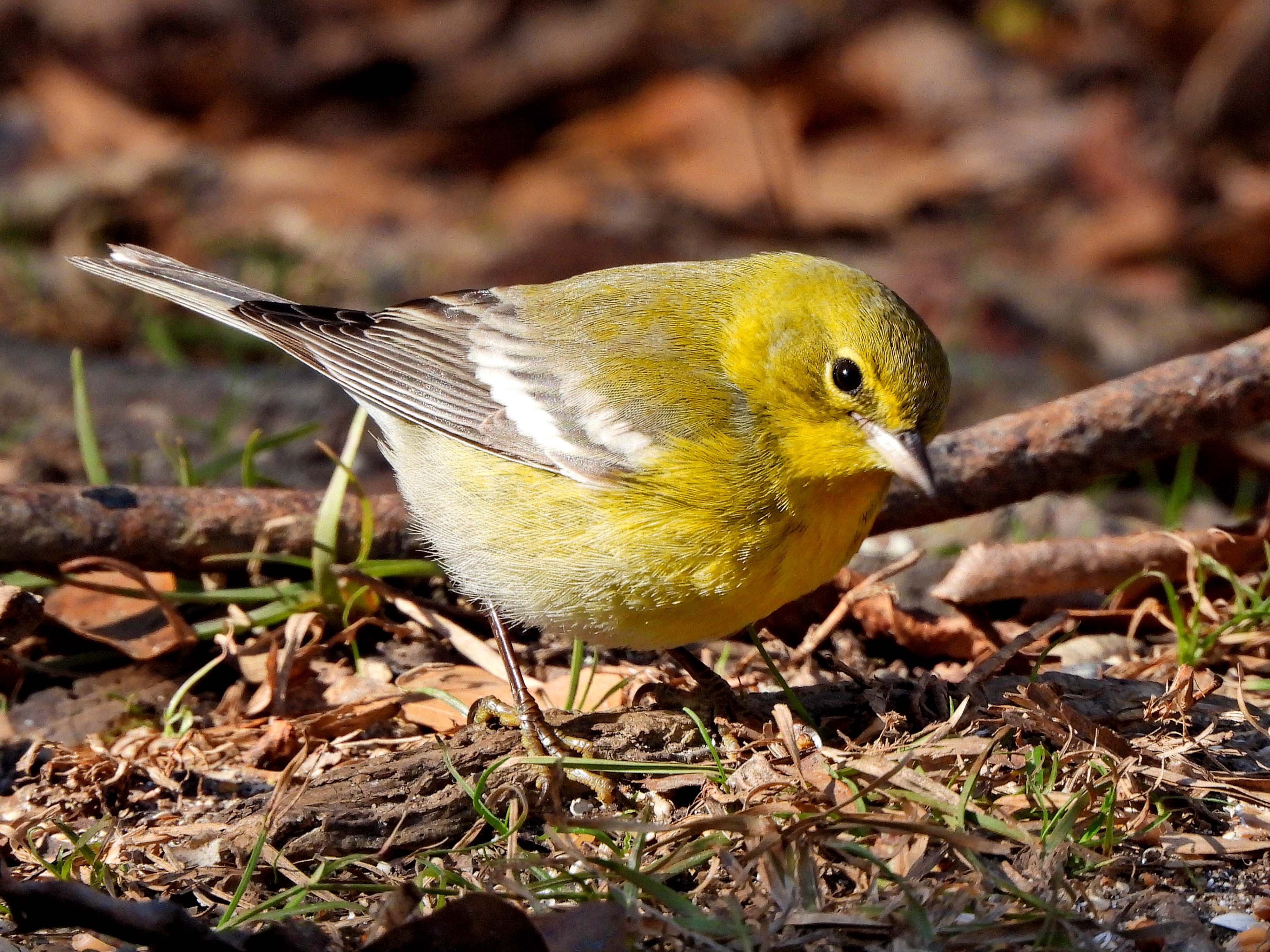 Spotting a Pine Warbler in Summerville, South Carolina!