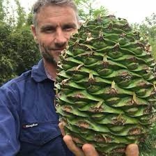 Meet the Bunya Pine: Nature's Unique Wonder