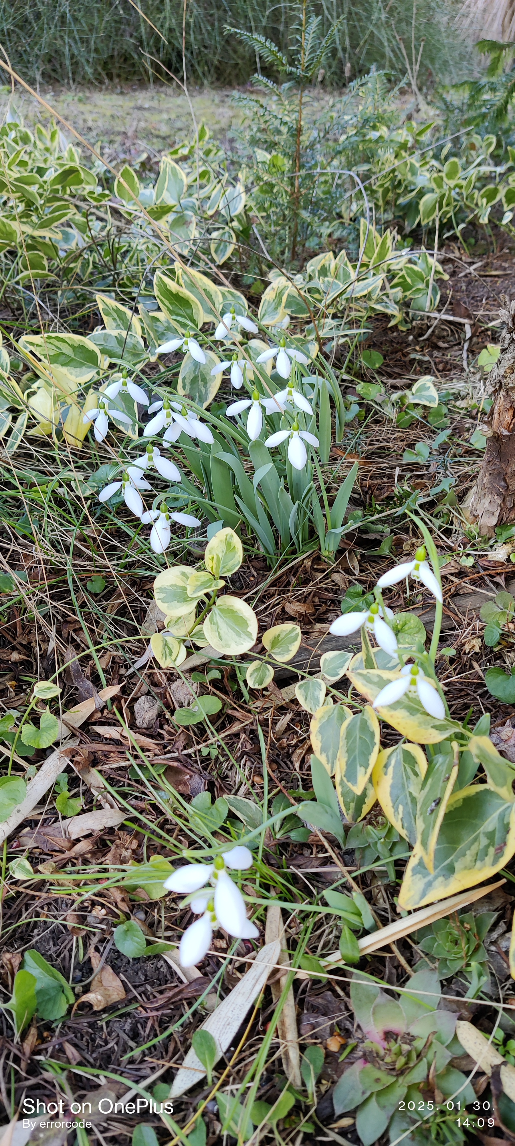 Snowdrops and Fair Maids Blooming in My Garden