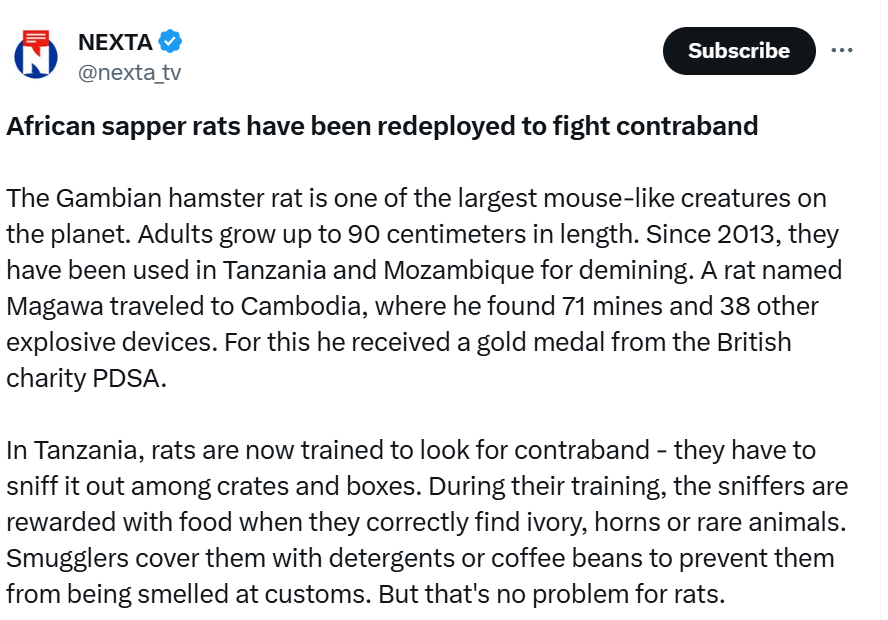 The Goodest of Rats
