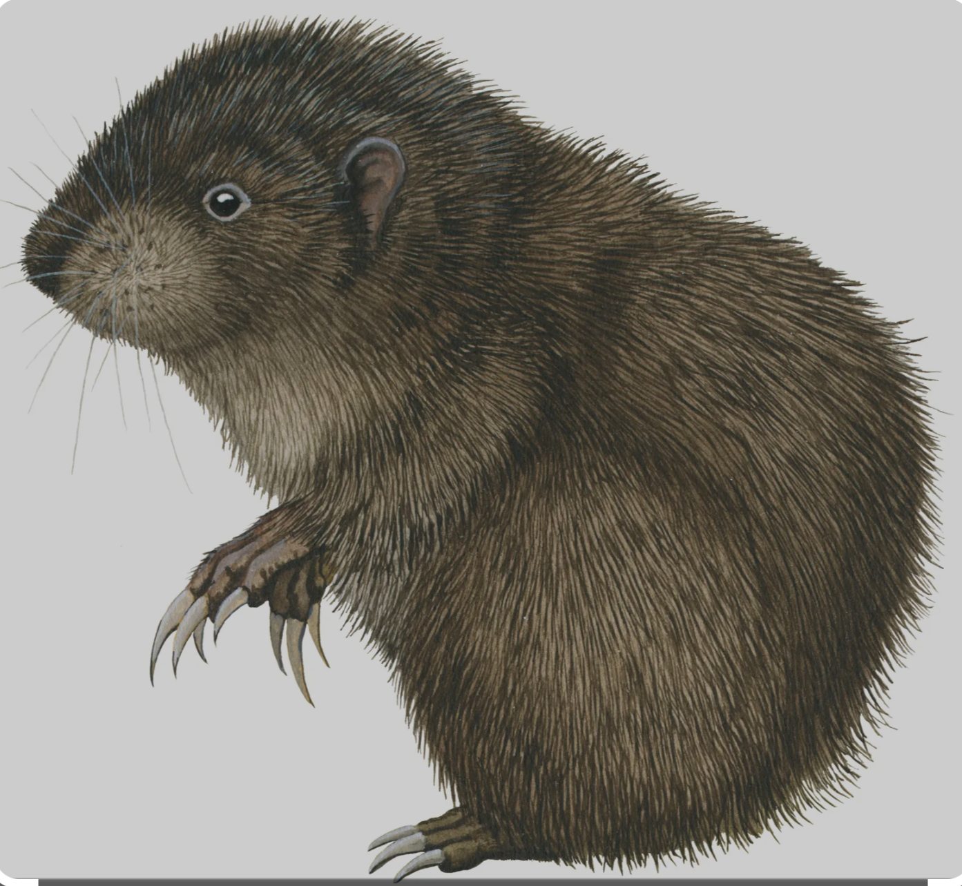 Hello Imgur! I'm the Shouting Biologist Here to Share the Wonders of the Mountain Beaver