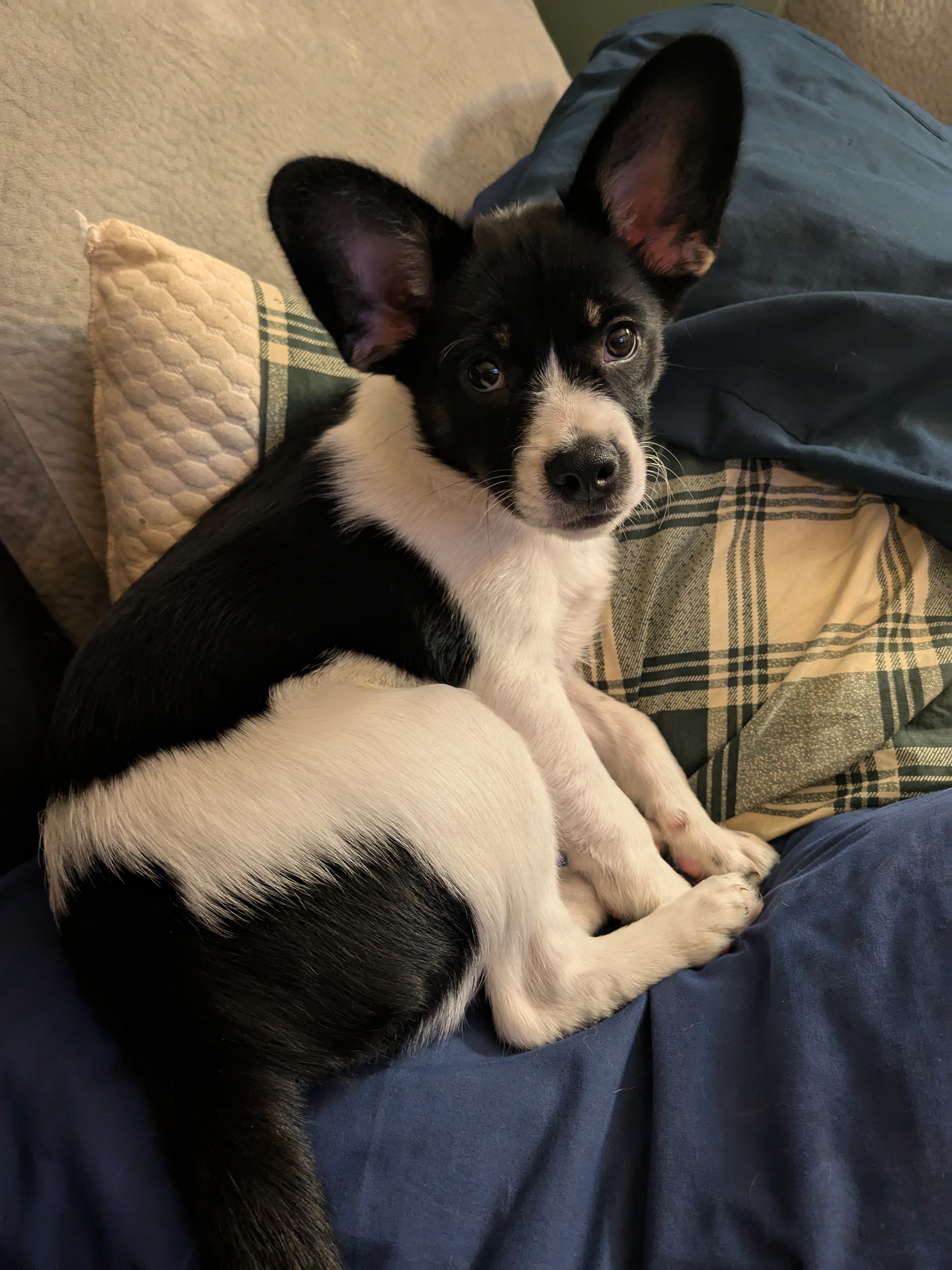Meet Our Adorable New Puppy!