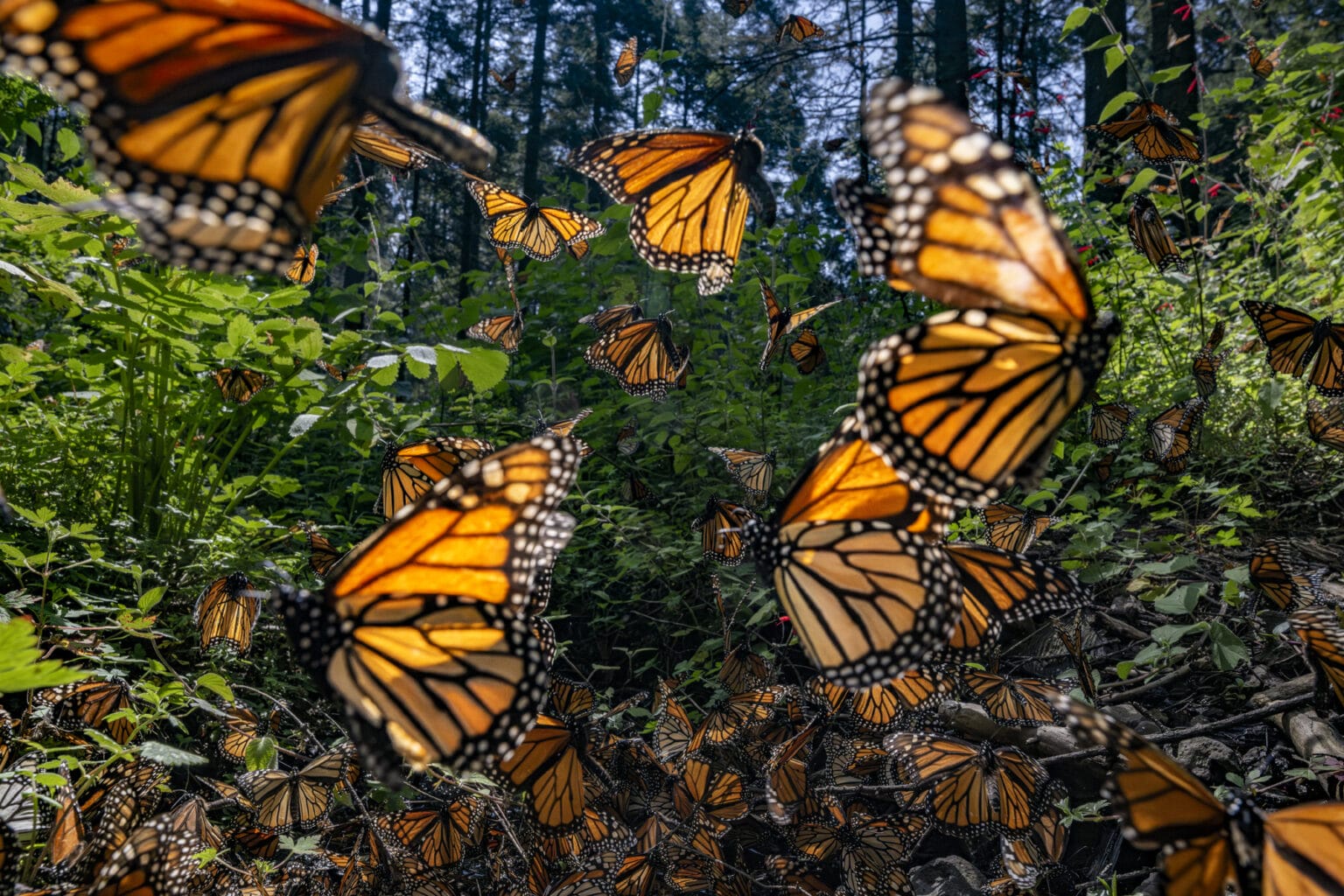 Witness the Majesty: Monarch Migration at El Rosario Sanctuary in Michoacan, Mexico