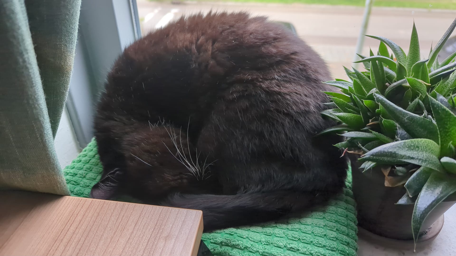As the temperature drops, my cat becomes a cozy statue