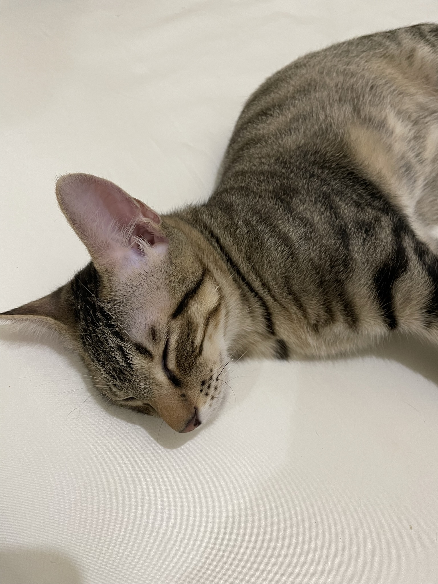 A precious little cat enjoying a peaceful nap.