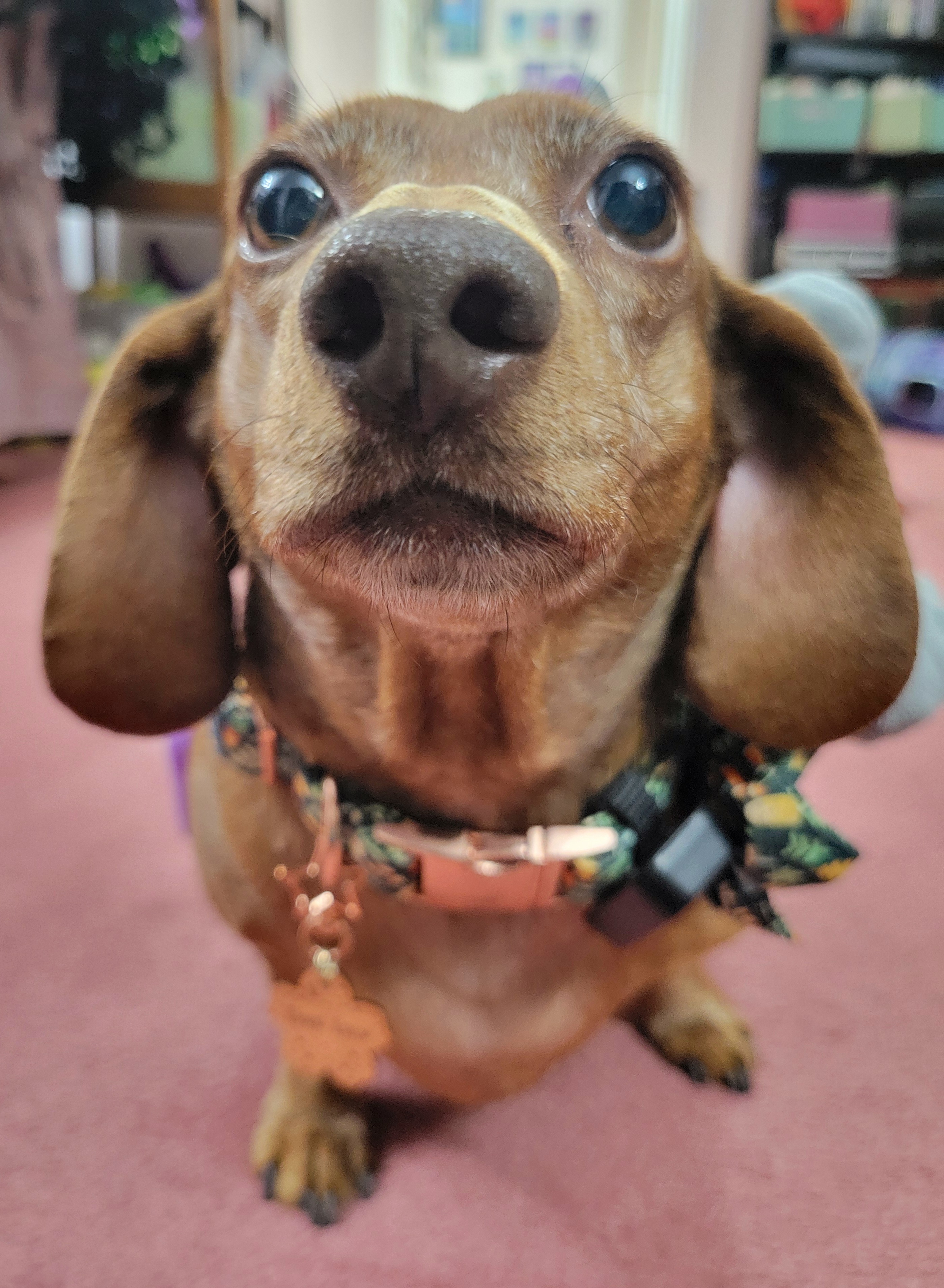 Meet My Adorable Pup, Tiger Lilly #703