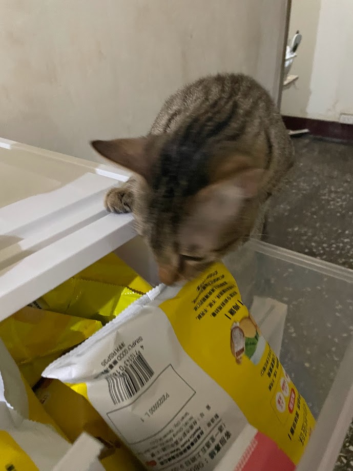 Adorable Cat Moments That Will Melt Your Heart