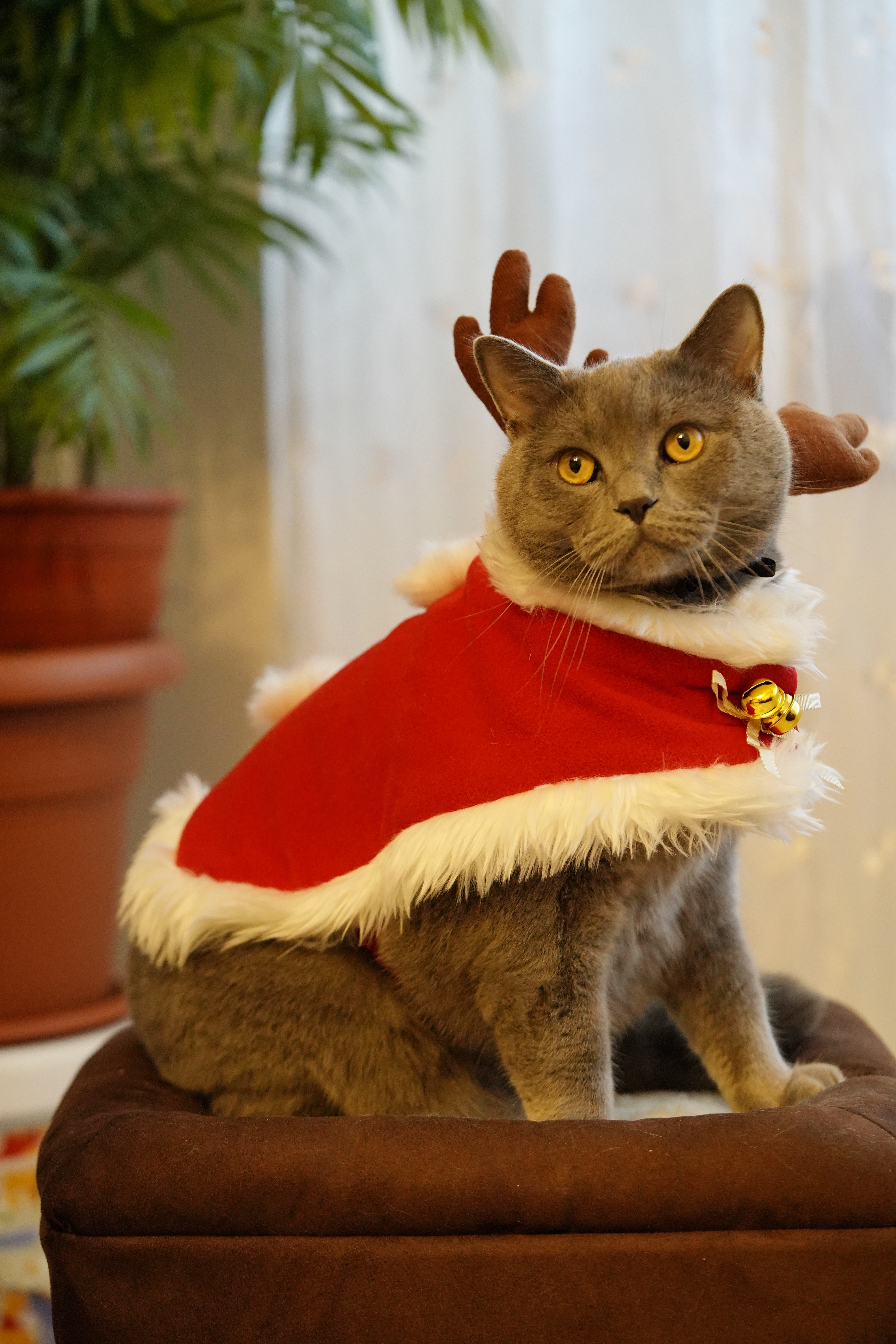 Wishing a Merry Christmas to All Cat Lovers!