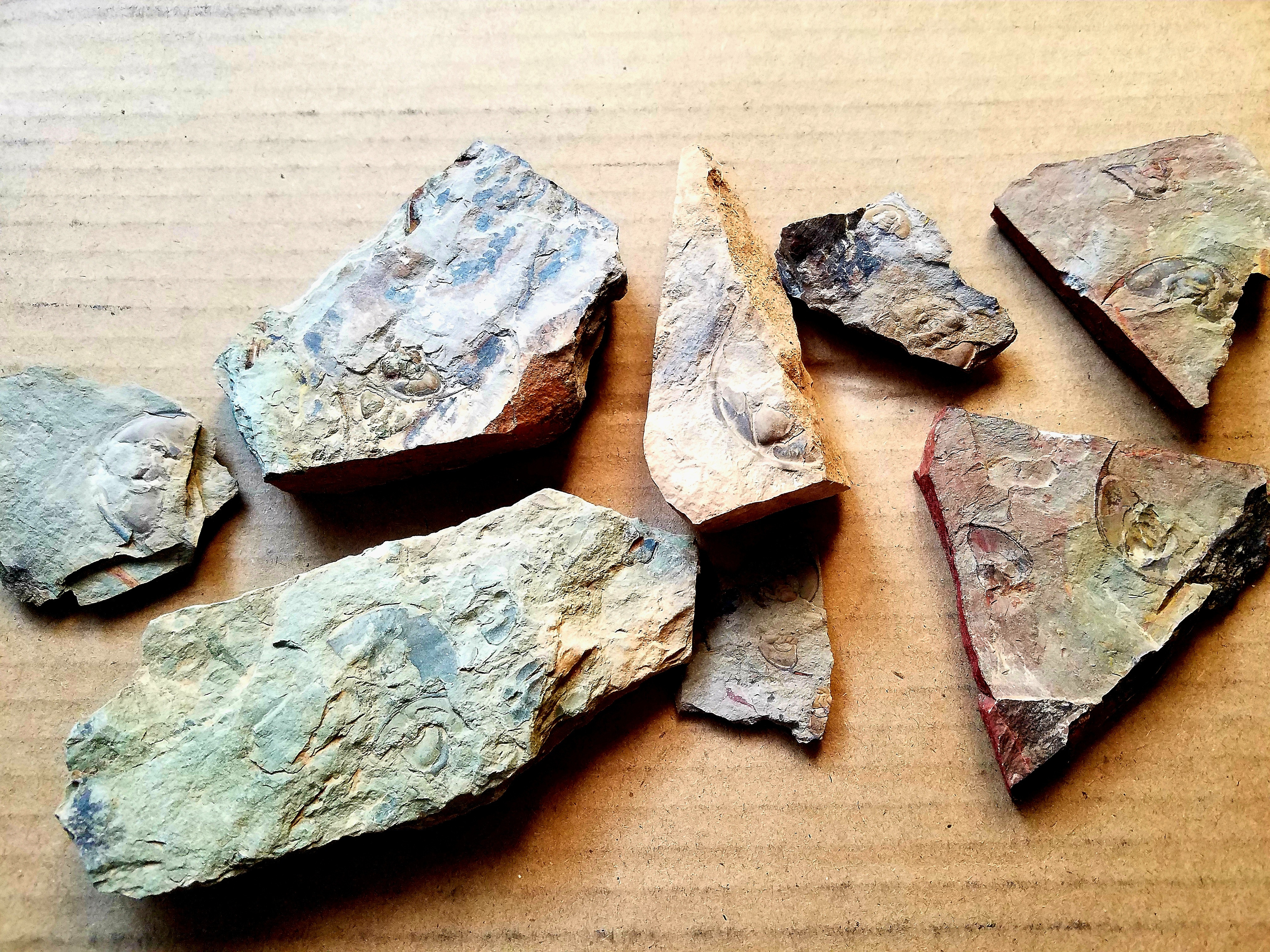 The Joy of Fossil Collecting