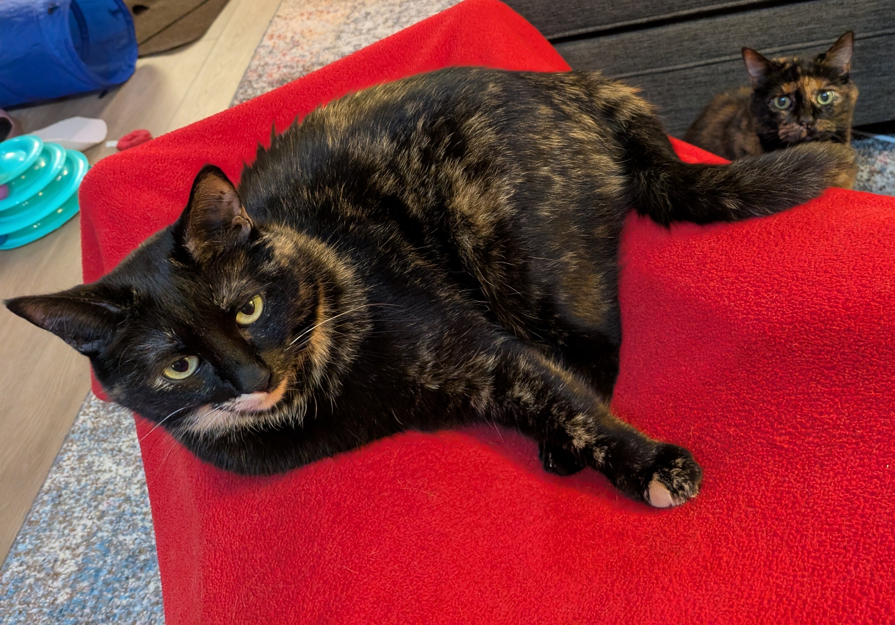 Smudge and Spaz: The Final Race in the World Edition