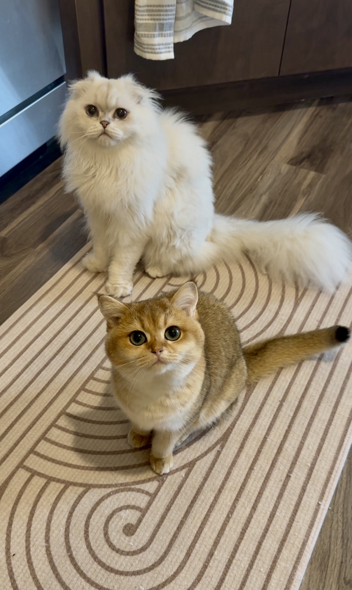 Thanksgiving Greetings from Fred and Lil Mits!