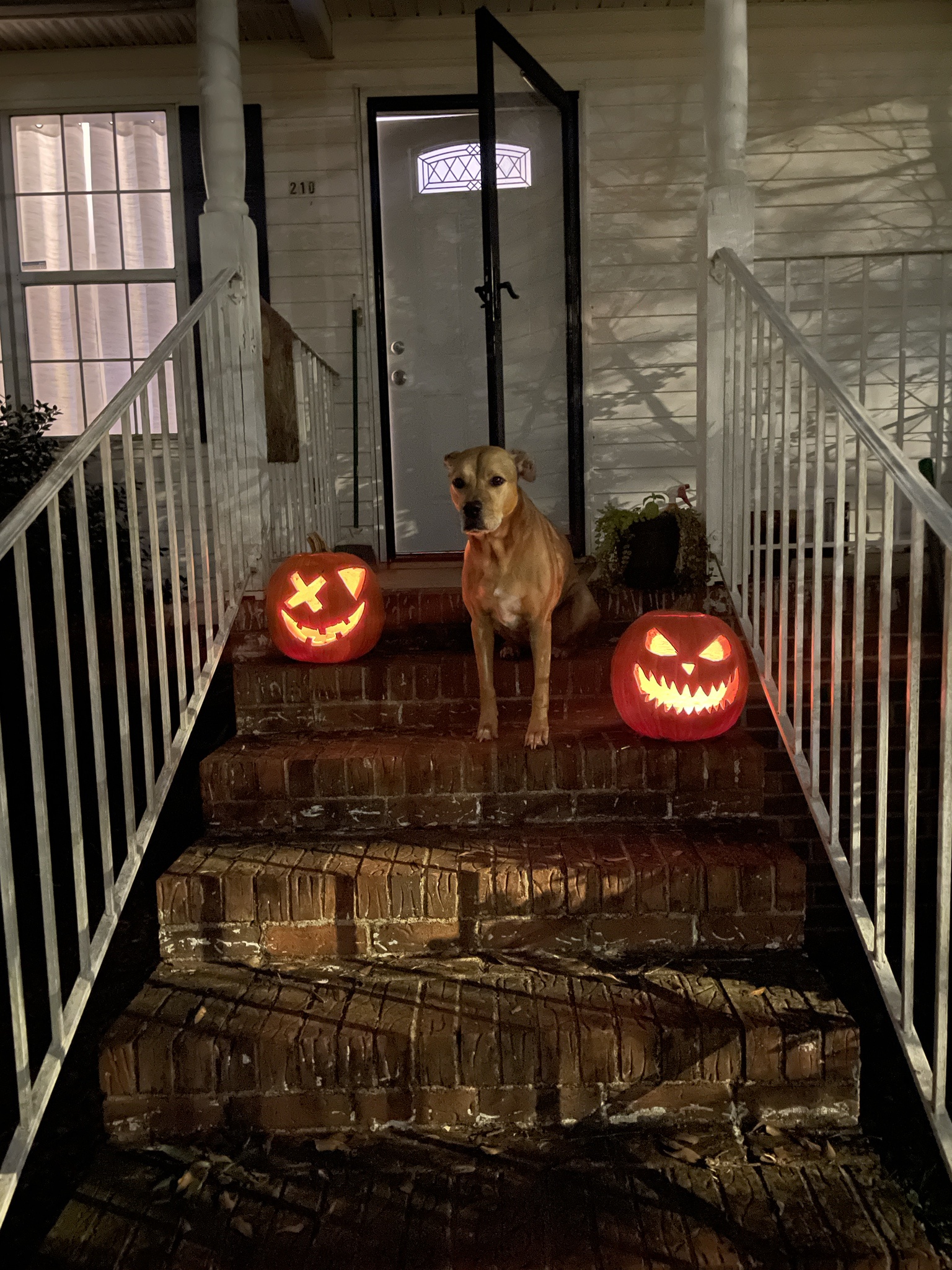 A Charming Scene with Pumpkins and a Playful Dog