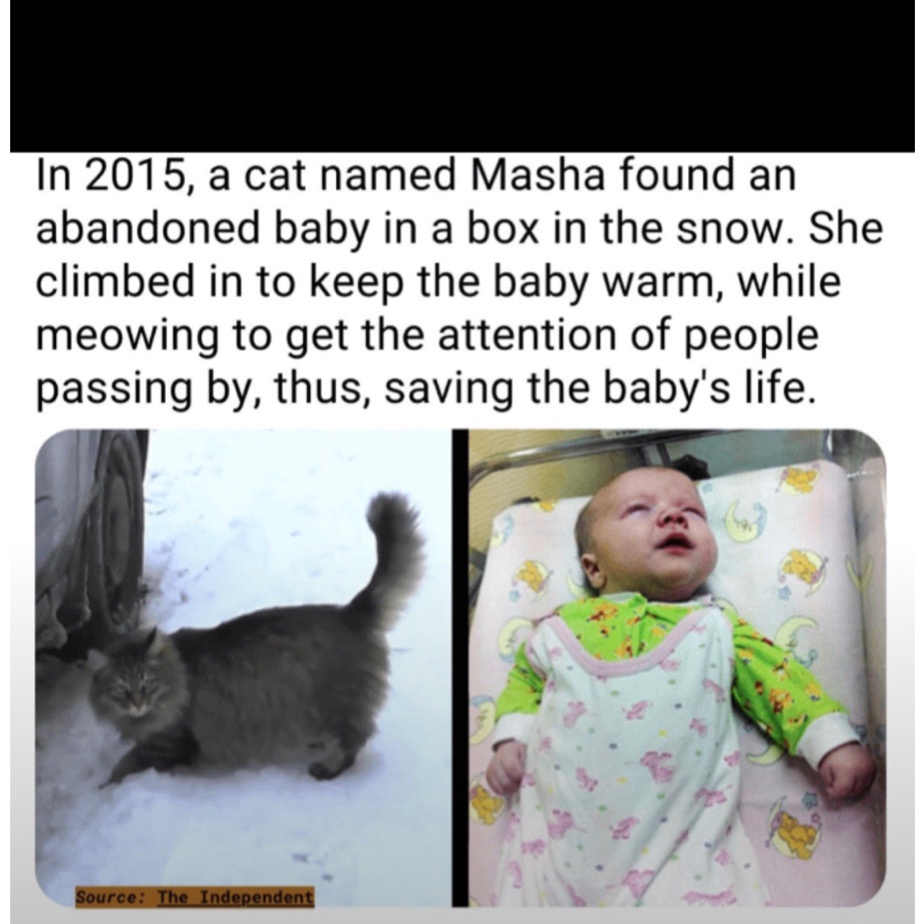 Meet Masha, the cat with a story to tell...