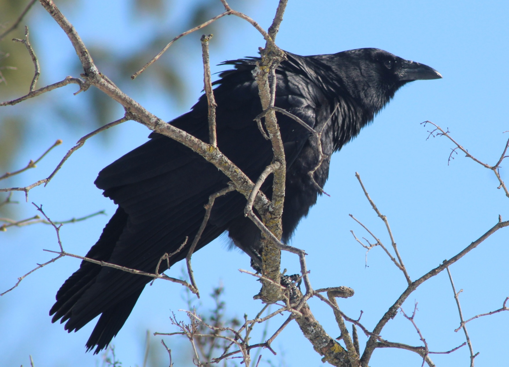 Meet the Feathered Friend!