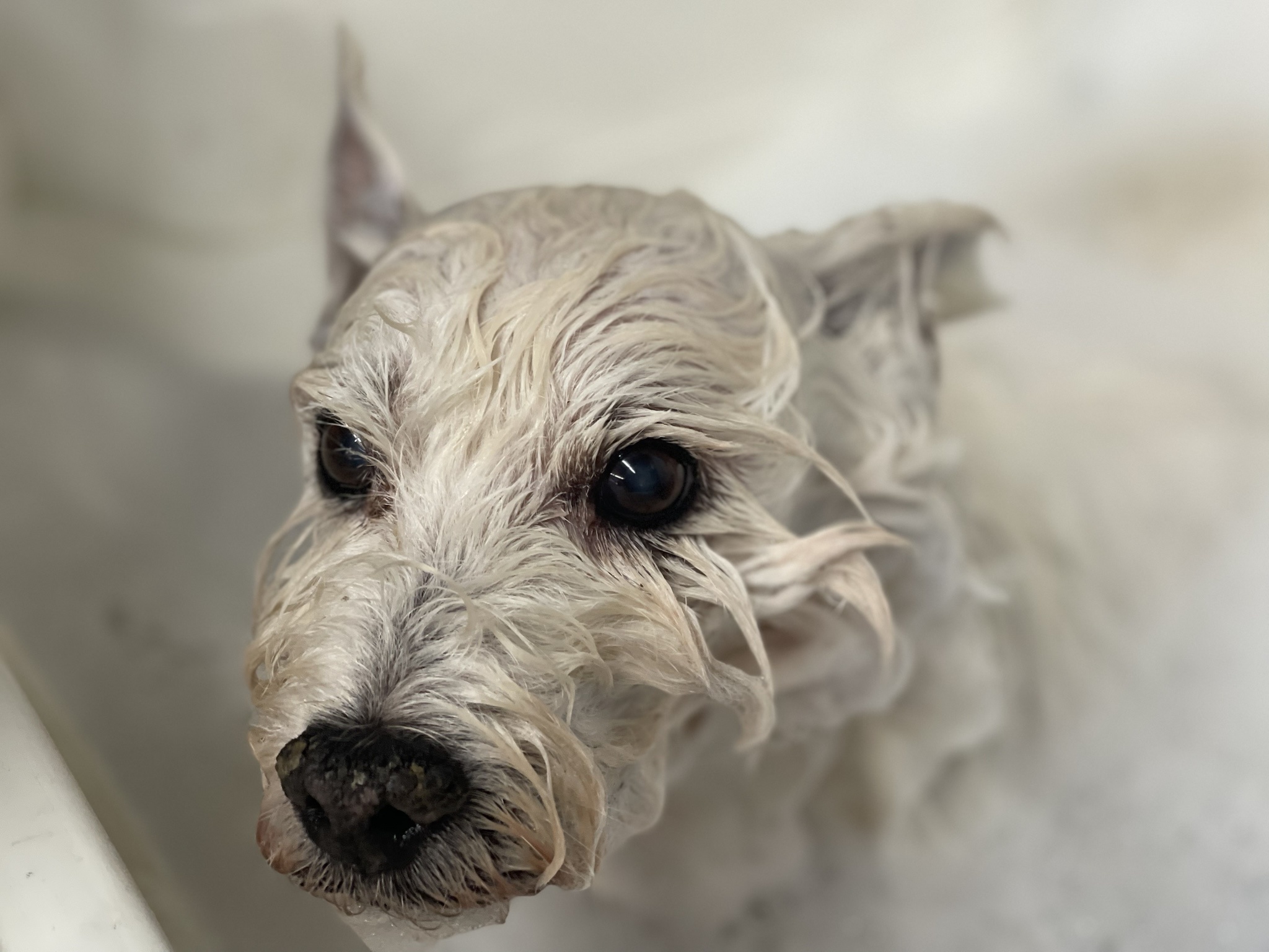 Those adorable eyes! Celebrating bath time with my Westie every day
