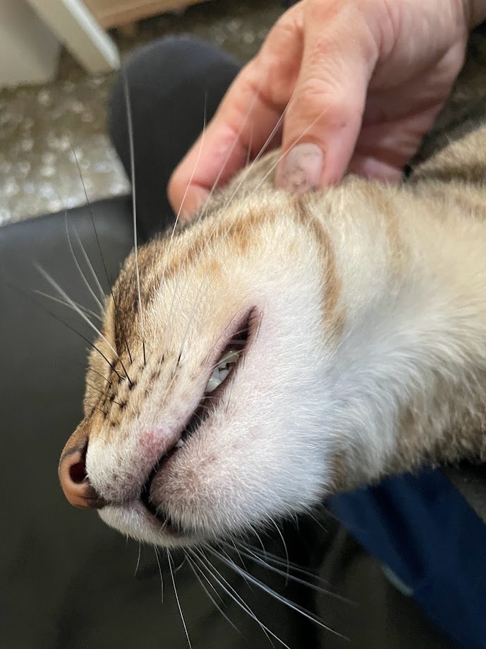 Just a cute cat doing cat things