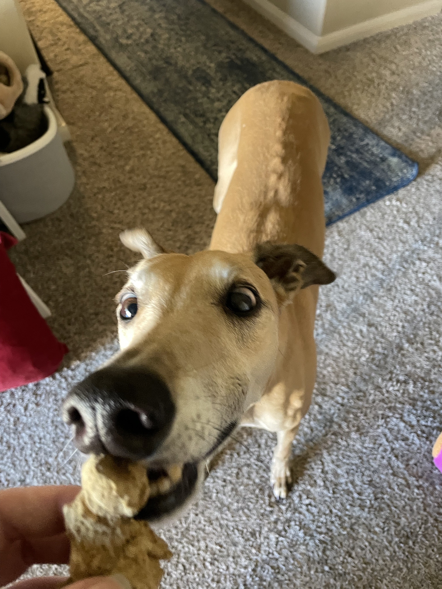 Meet the intermission dog, stealing the show!