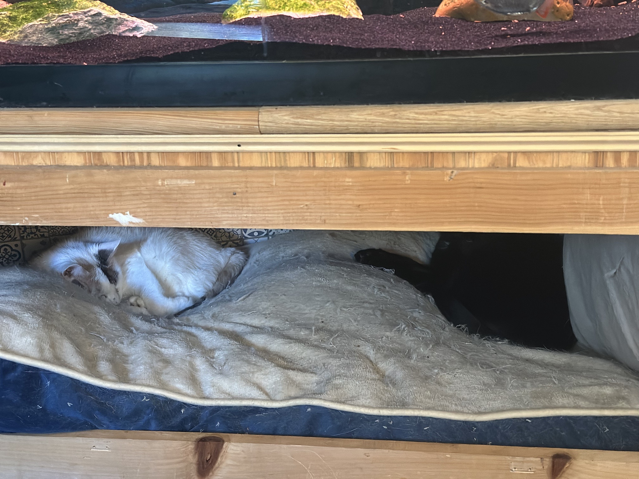 Two of the Three Feline Ninjas in Their Secret Lair
