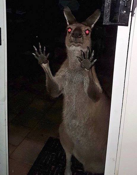 Nighttime Visitors: The Unique Worries of Australians