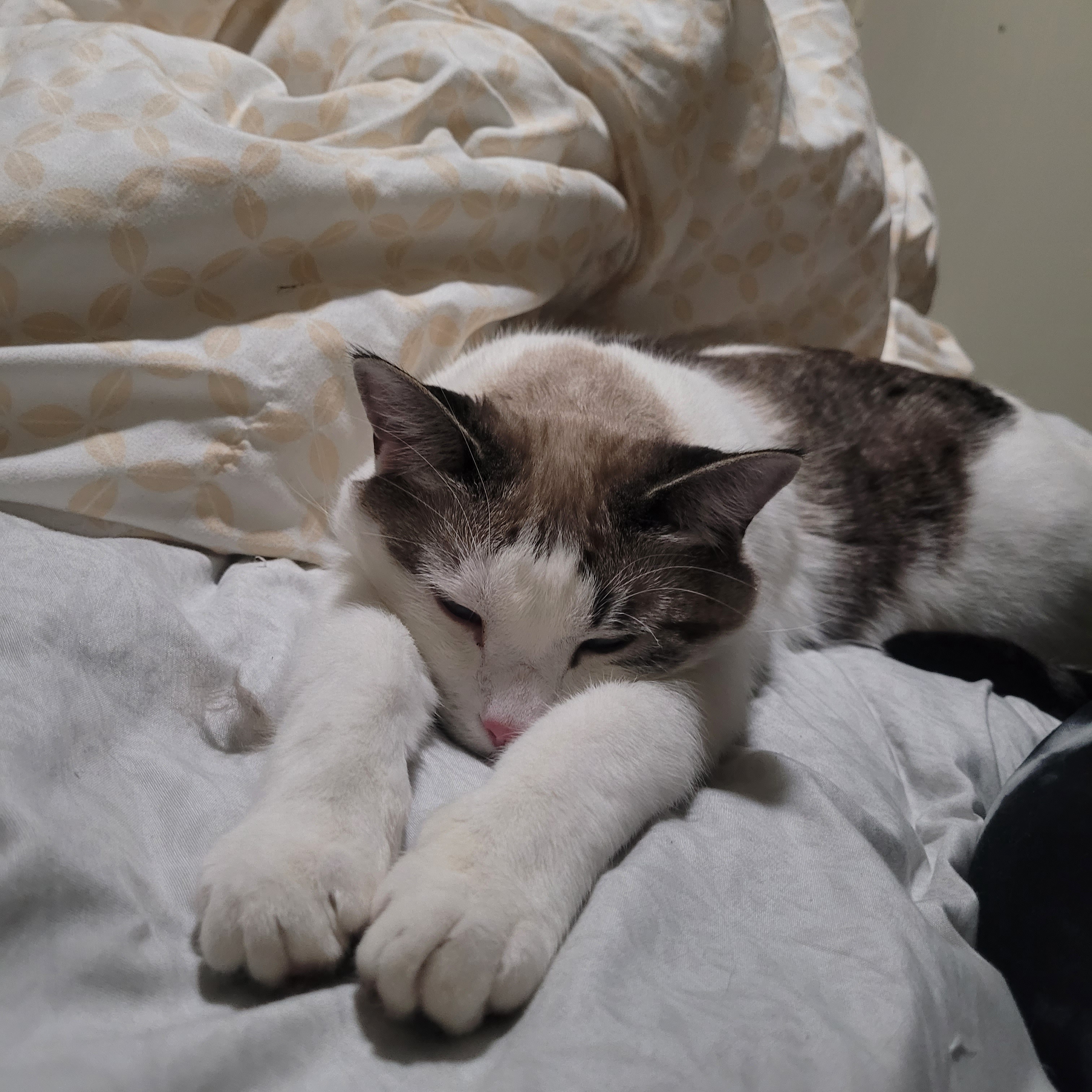 Celebrating My Cake Day with Memories of My Beloved Derpy Kitty