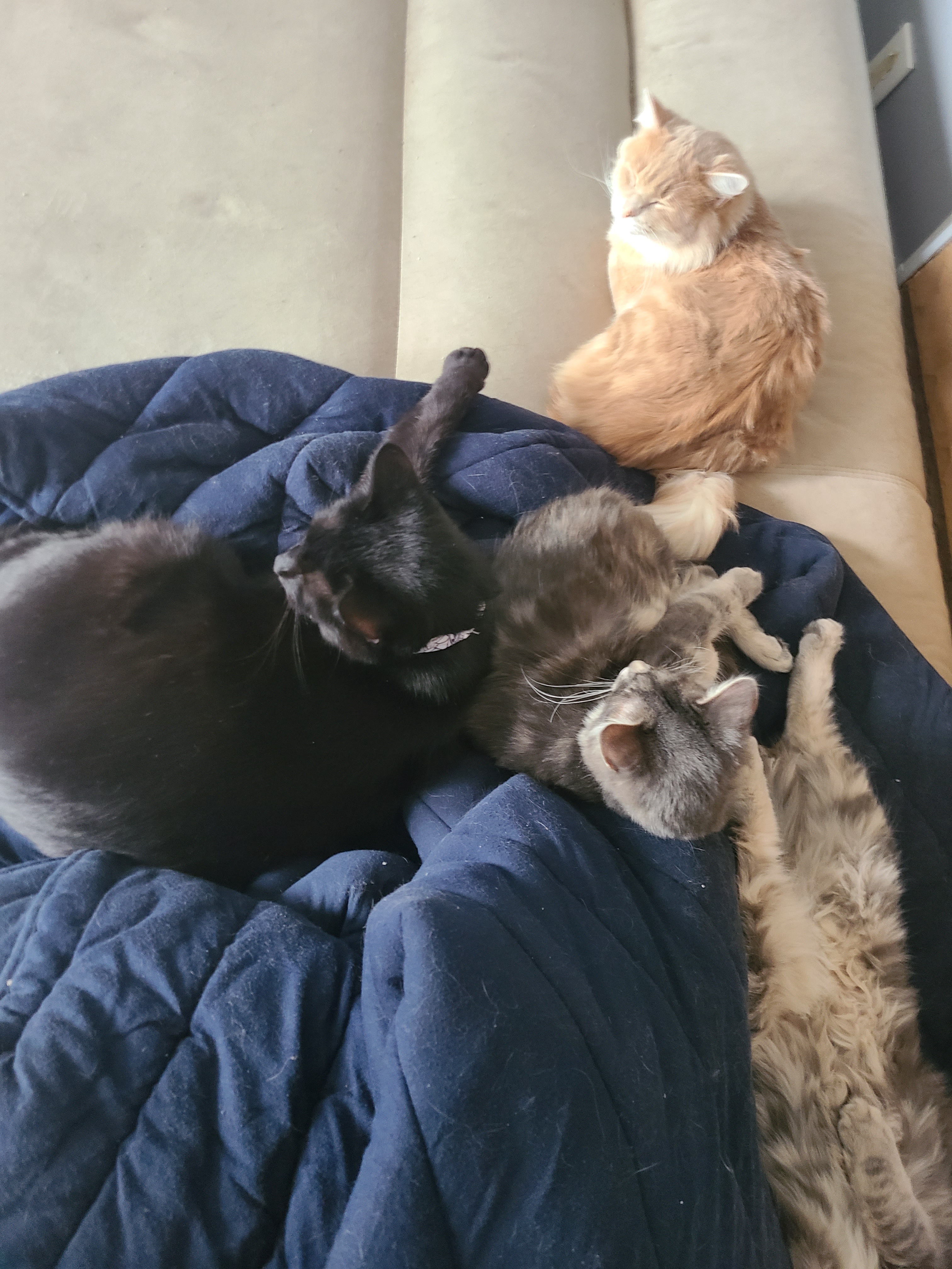 The Cats: Featuring Special Guest Appearances!