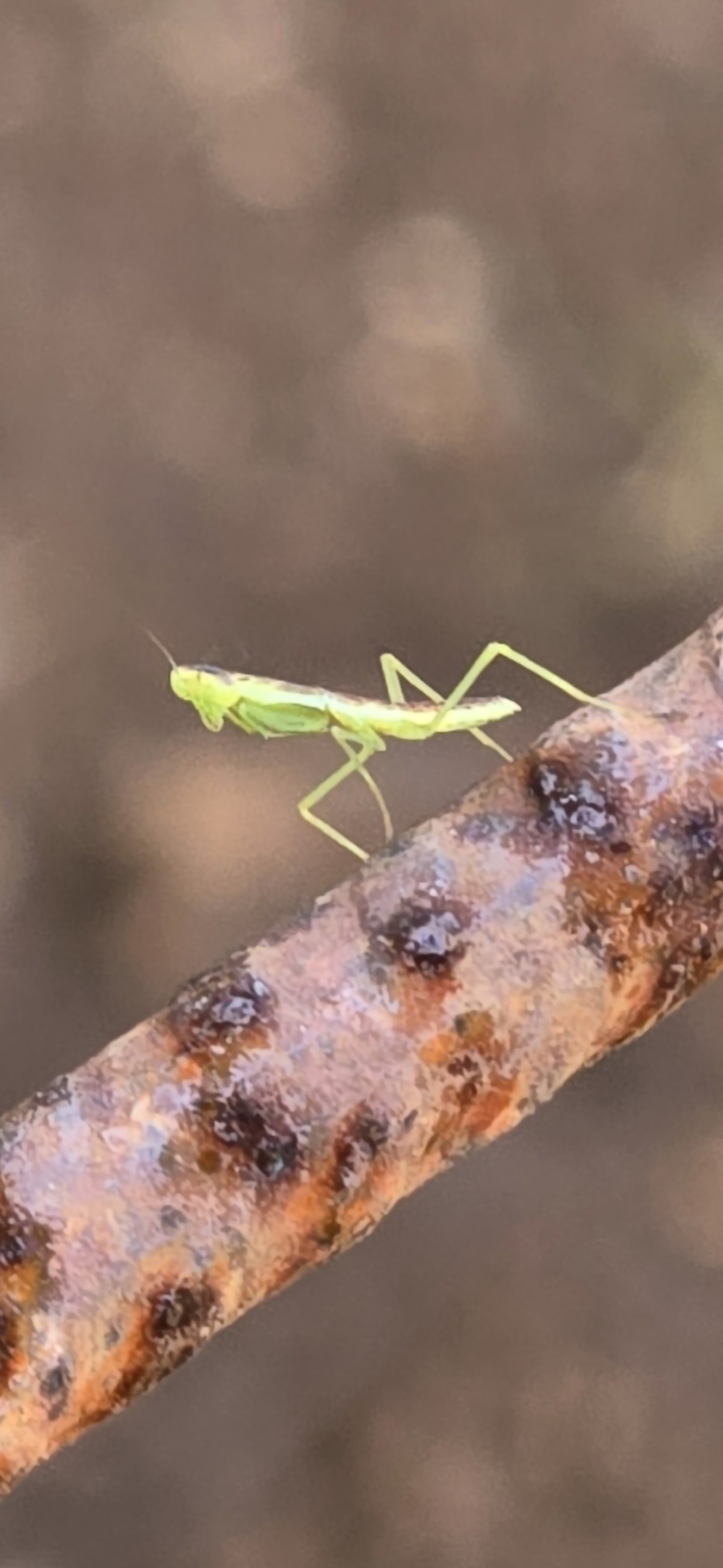 Meet the Adorable Baby Praying Mantis!