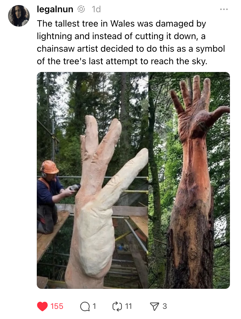 Lightning Strikes: A Tree Transforms into Stunning Art Instead of Being Cut Down