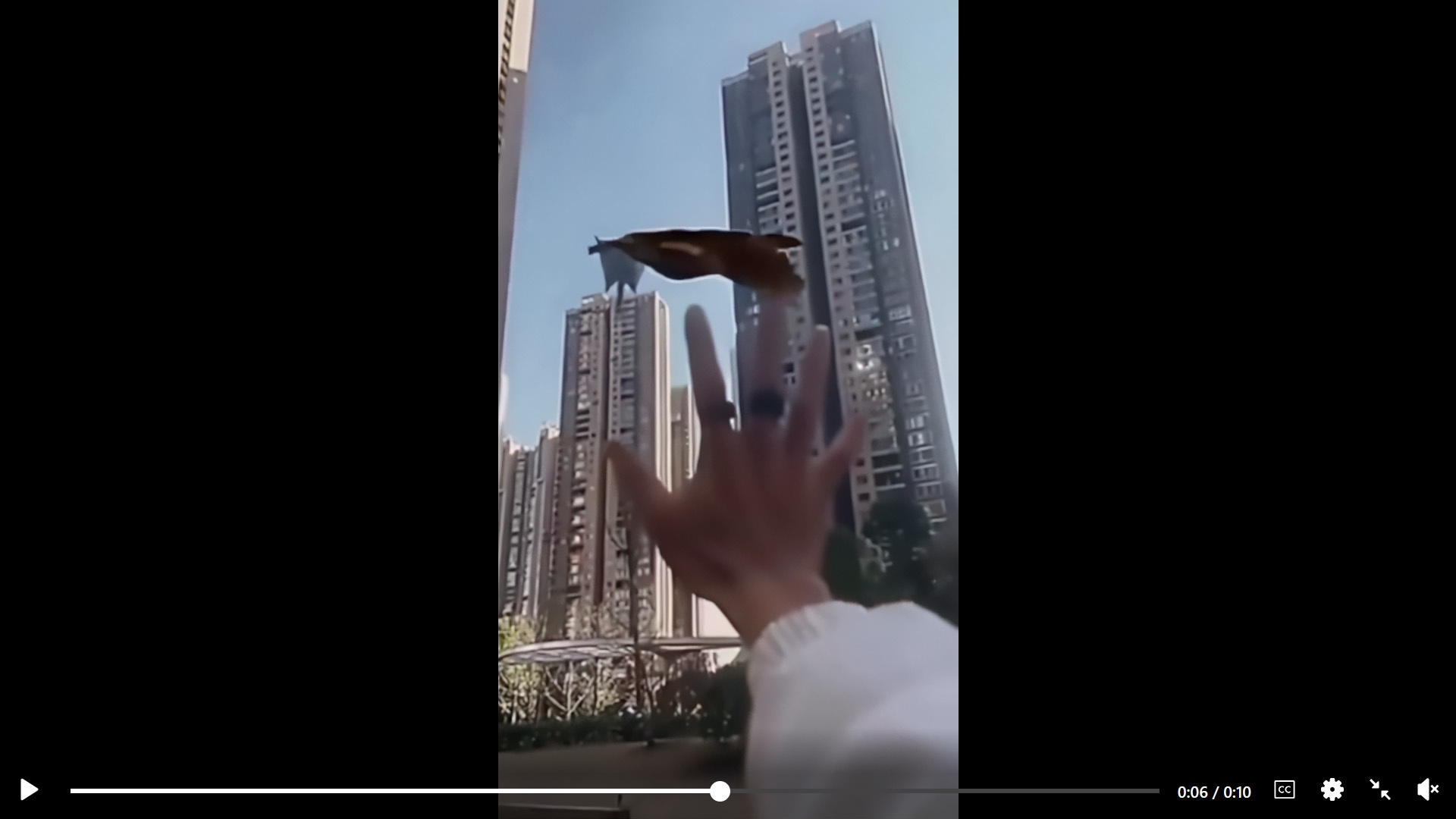 The Truth Behind the Faked Hawk and Squirrel Video