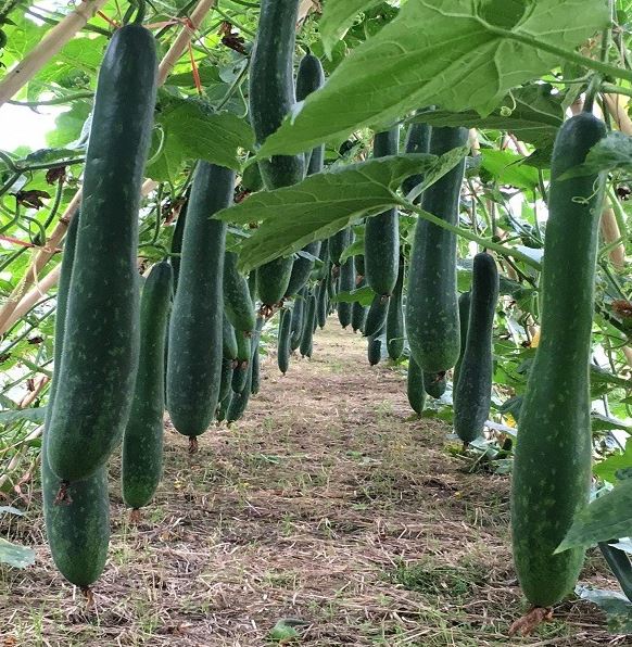 Organic Bão: A Unique Culinary Delight
