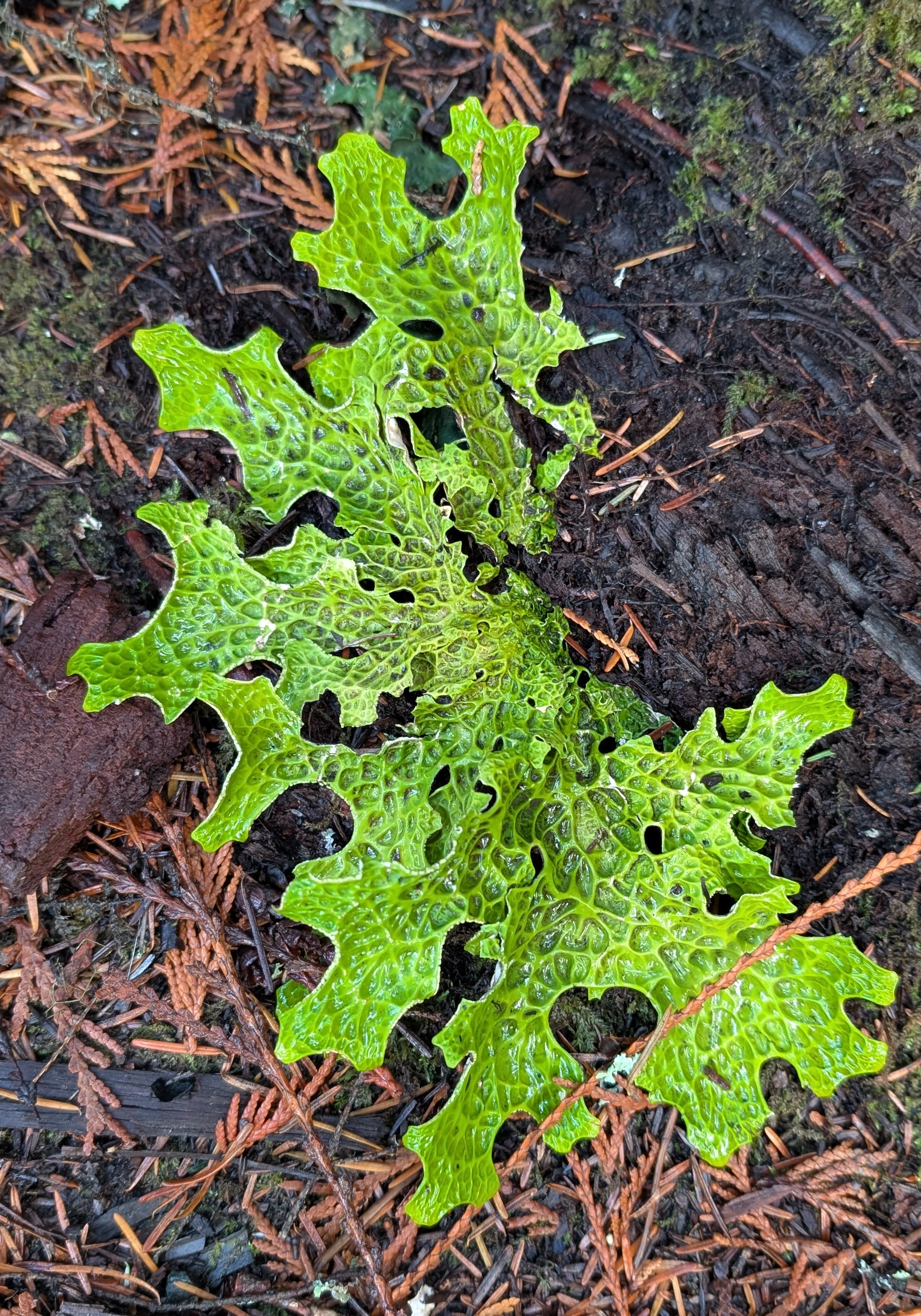 Discover the Unique Charm of Lungwort Lichen